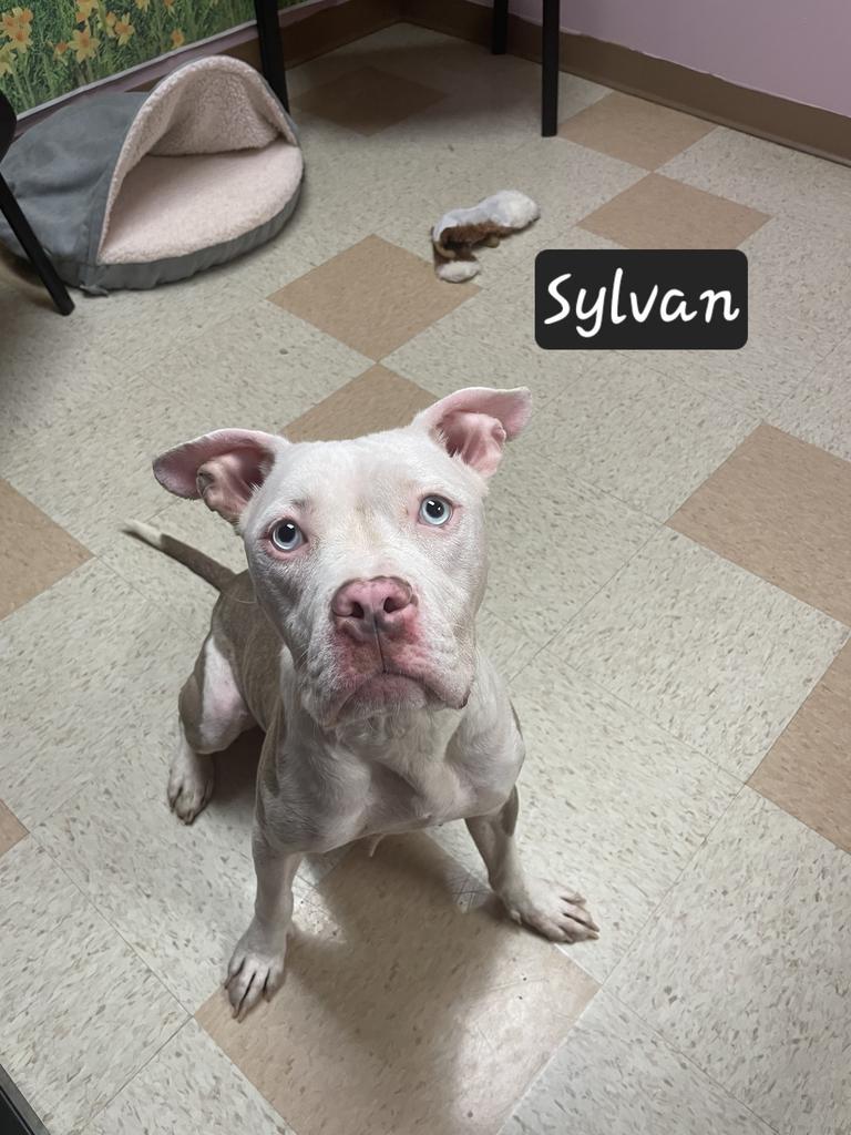 Enlarge Sylvan, a Adoptable mixed breed in Maumelle, AR image 4/6