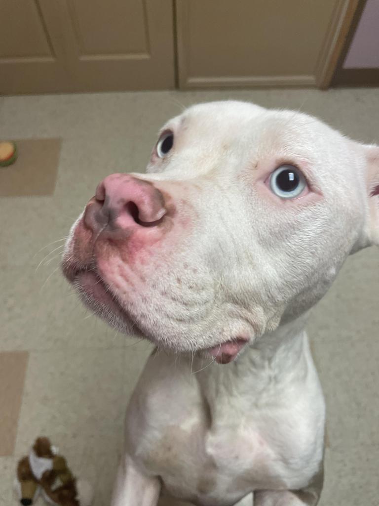 Enlarge Sylvan, a Adoptable mixed breed in Maumelle, AR image 5/6