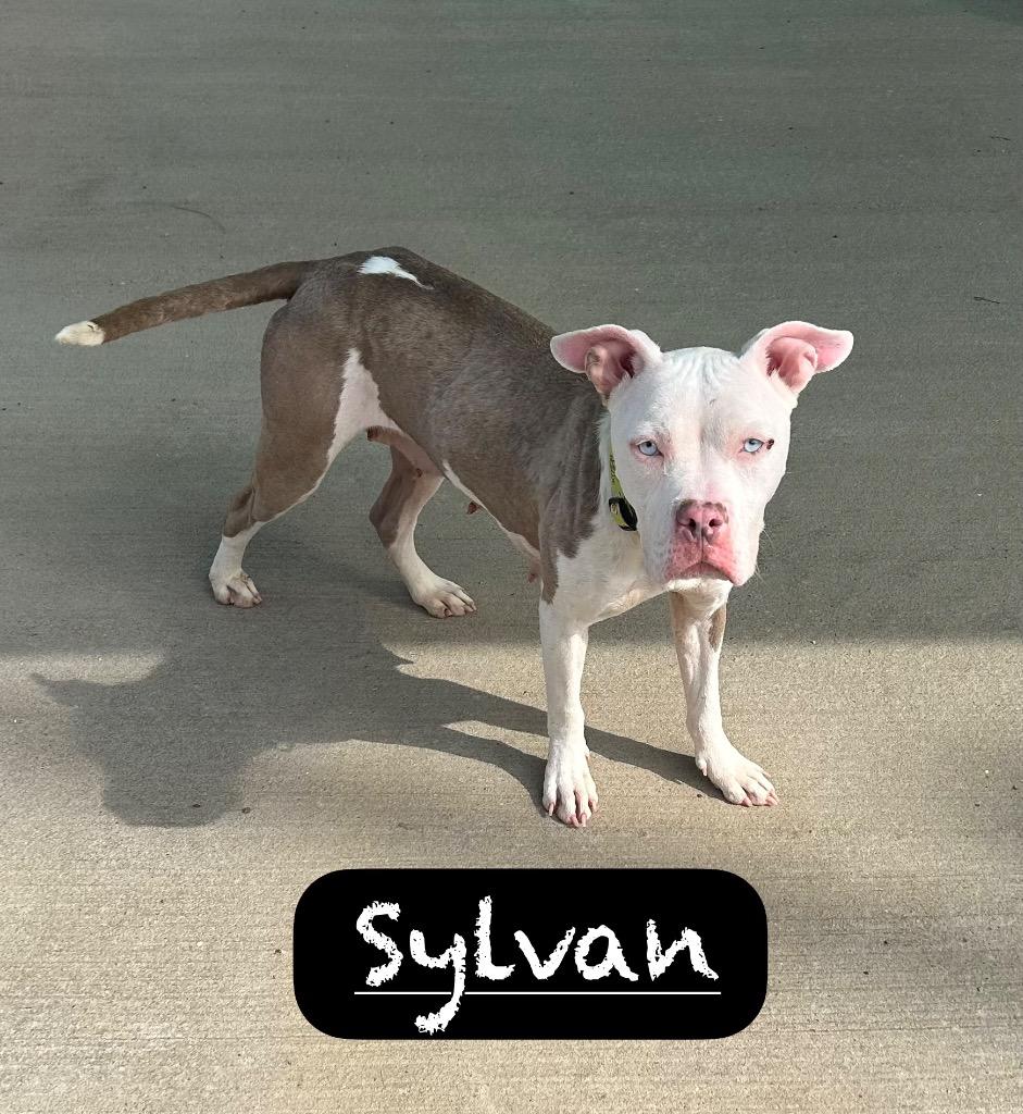 Enlarge Sylvan, a Adoptable mixed breed in Maumelle, AR image 5/6