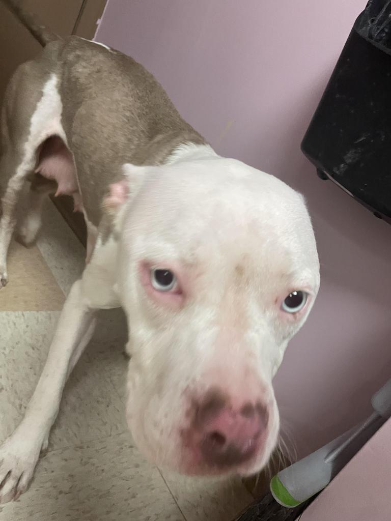 Enlarge Sylvan, a Adoptable mixed breed in Maumelle, AR image 6/6