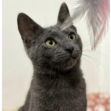 Kaia, Adopted, Kitten Female Russian Blue & Domestic Short Hair.