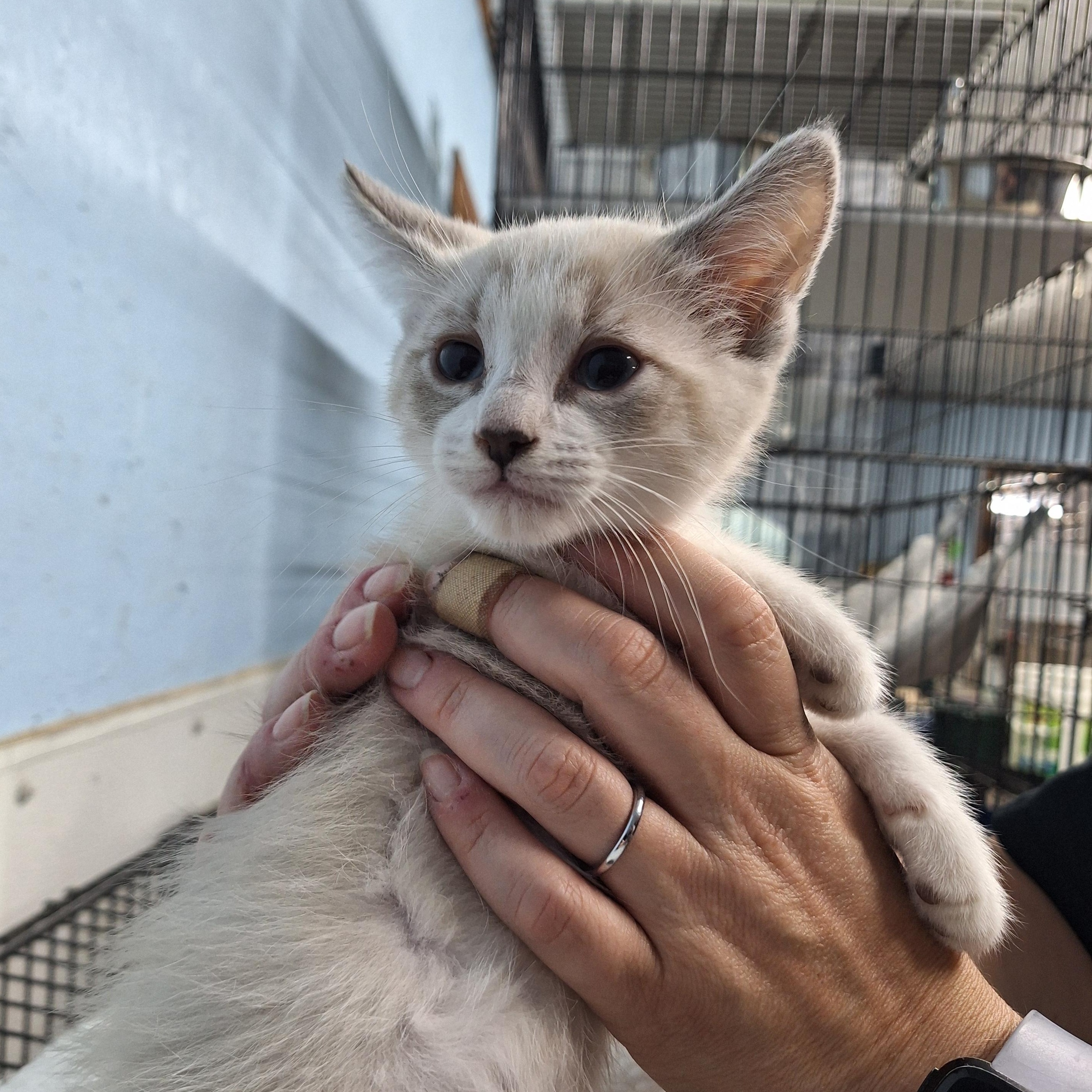 Enlarge John, a ADOPTABLE Domestic Short Hair in Clarinda, IA image 4/4