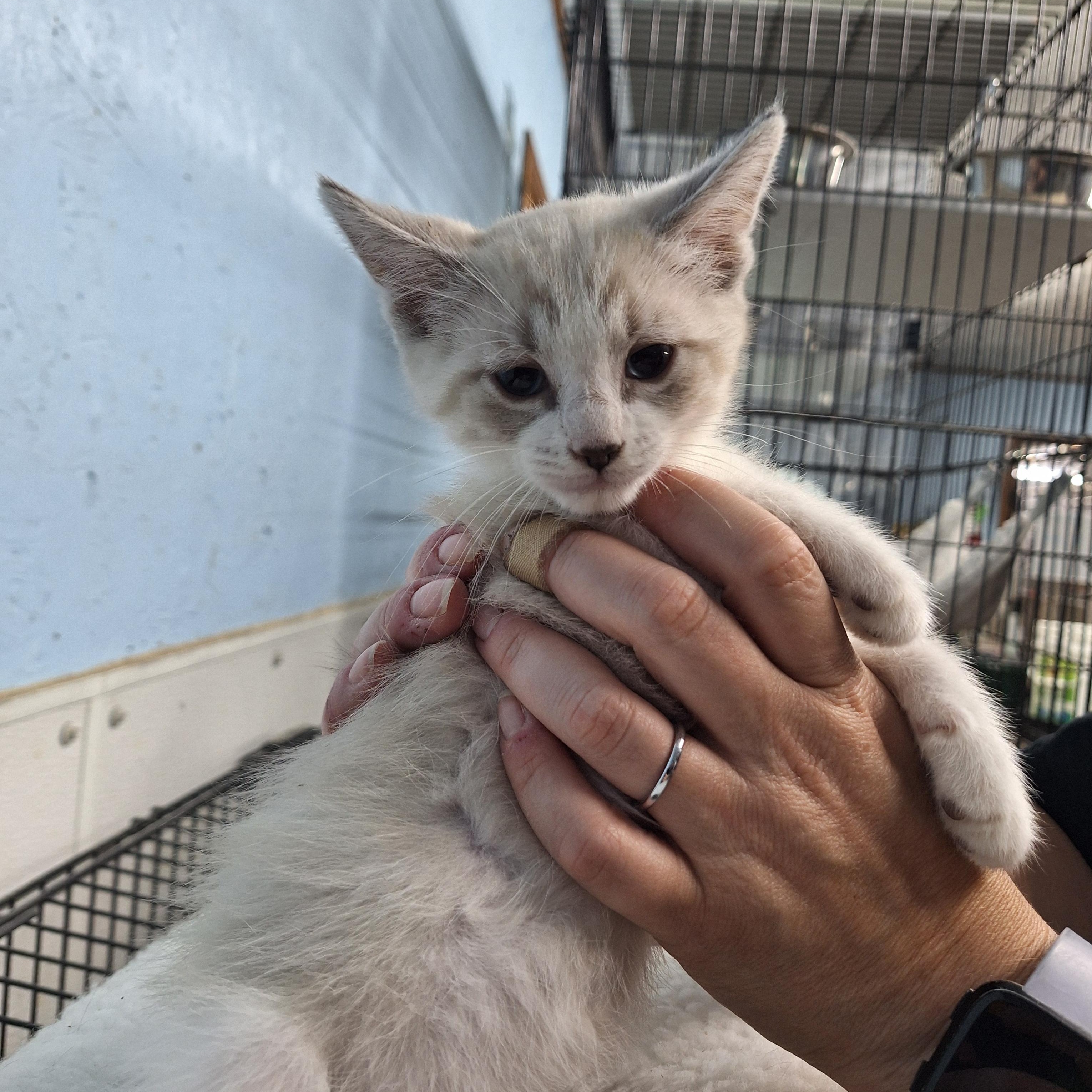Enlarge John, a ADOPTABLE Domestic Short Hair in Clarinda, IA image 2/4