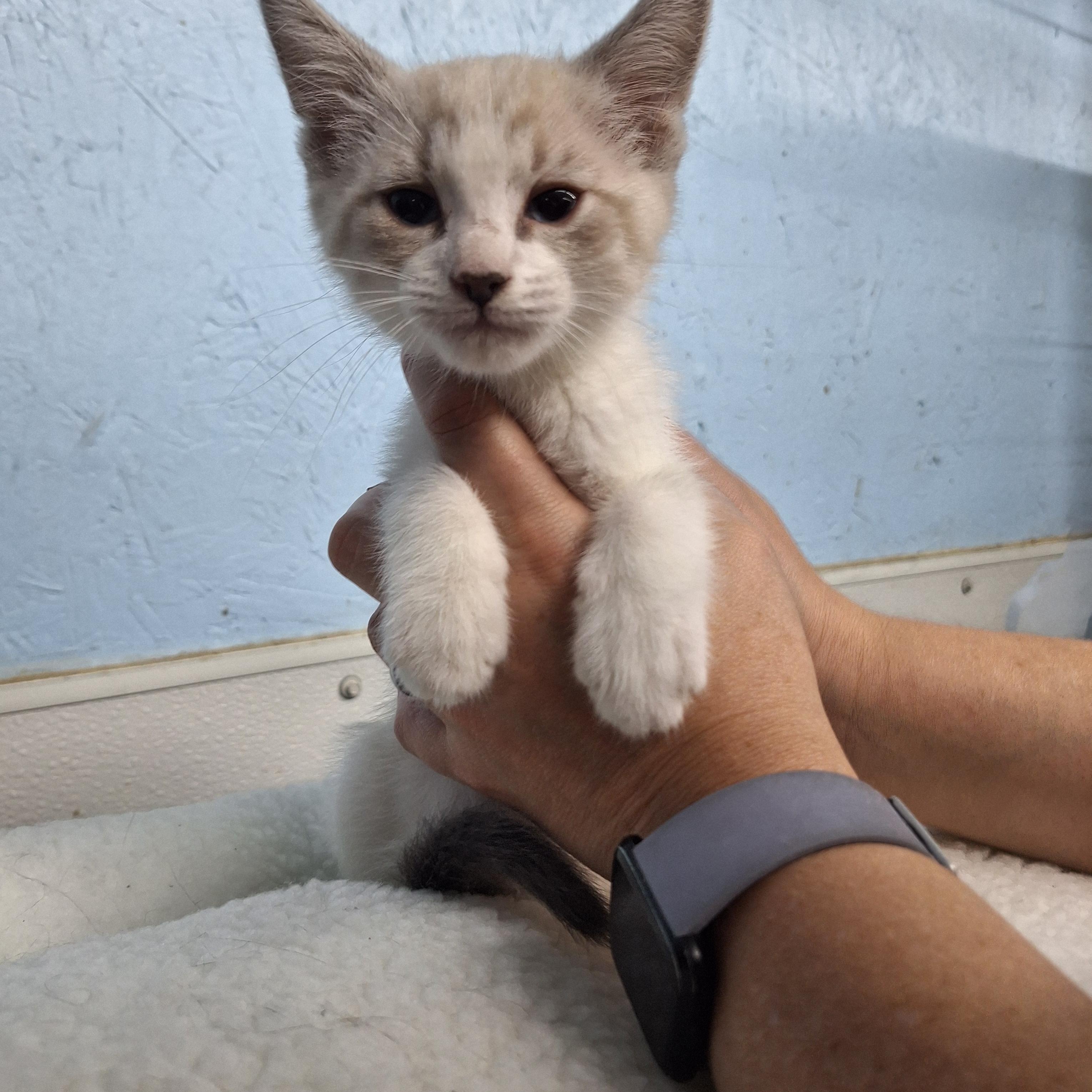 John, ADOPTABLE, Kitten Male Domestic Short Hair.