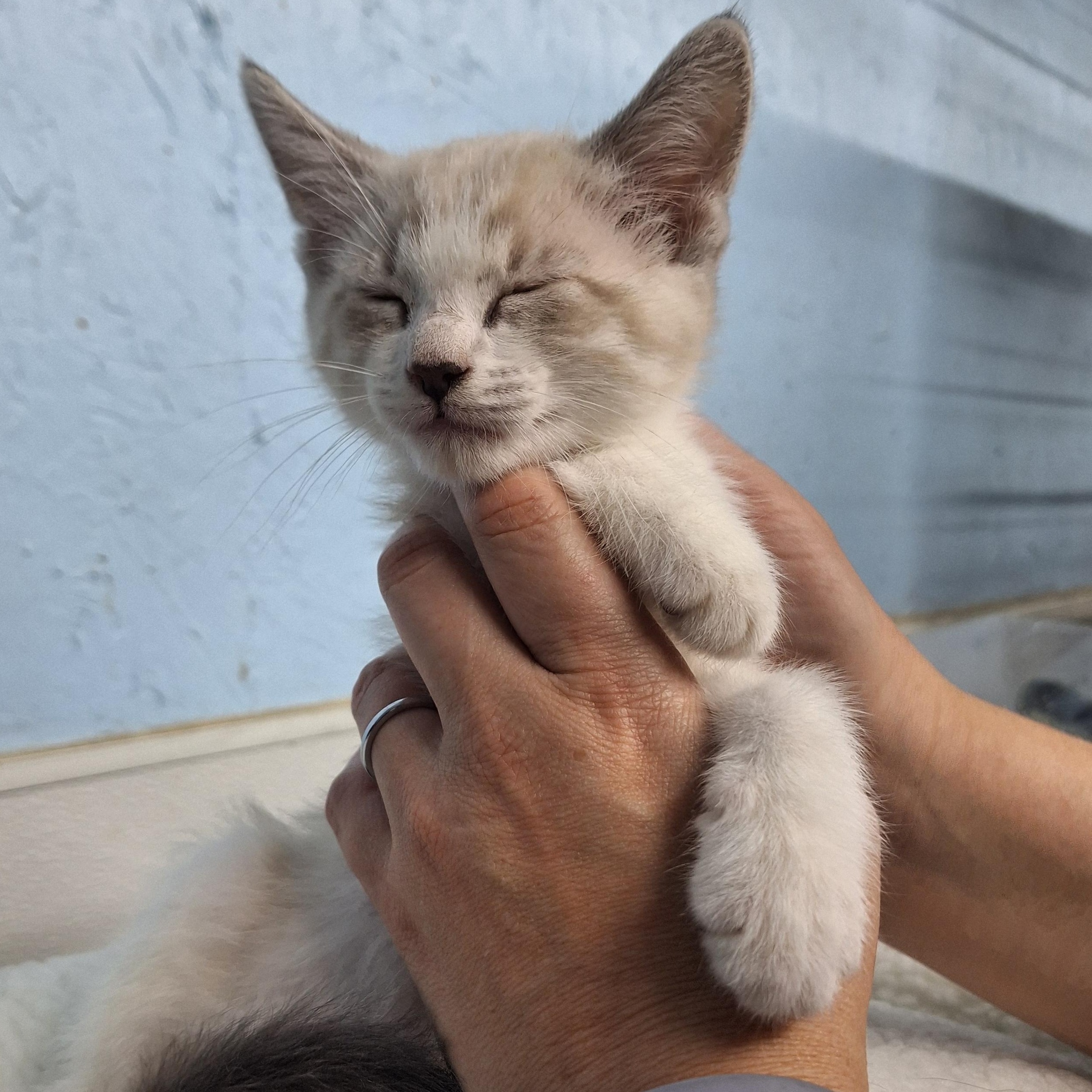 Enlarge John, a ADOPTABLE Domestic Short Hair in Clarinda, IA image 3/4