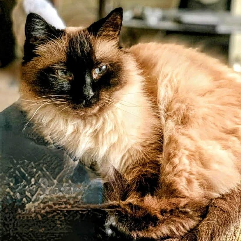 Eva - WOW Beautiful ~ Adopted 1/17/26, an adopted mixed breed in Livonia, MI image 2/3