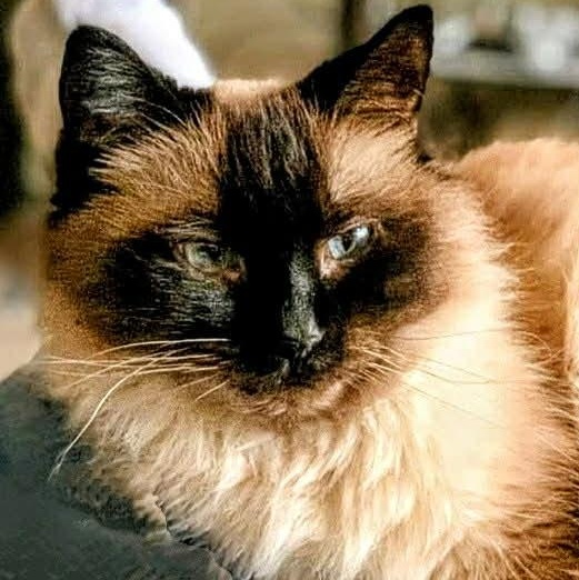 Eva - WOW Beautiful ~ Adopted 1/17/26, adopted, Adult Female Domestic Long Hair & Siamese.