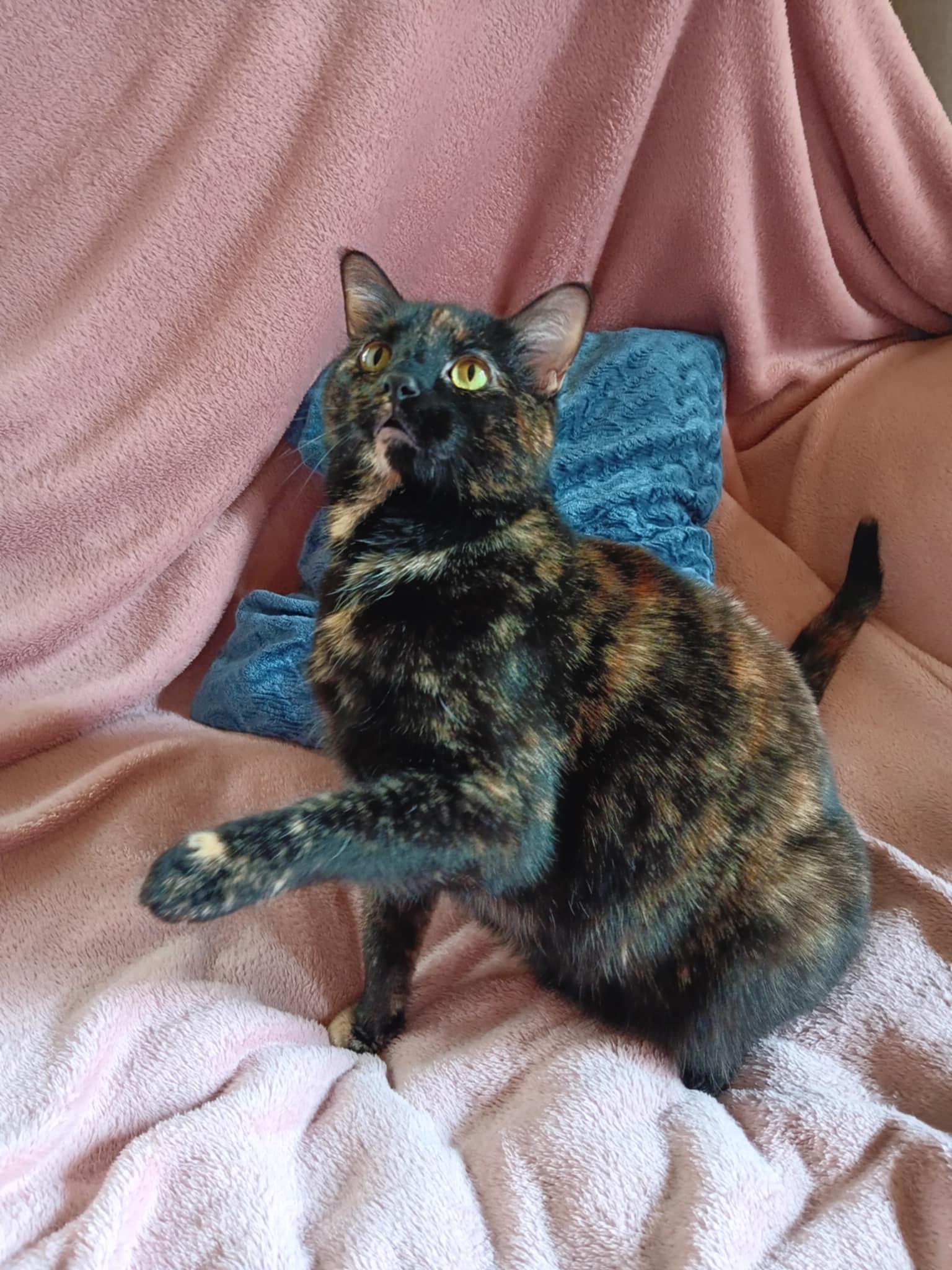 Lily, a Adoptable Domestic Short Hair in Peoria, IL image 1/4