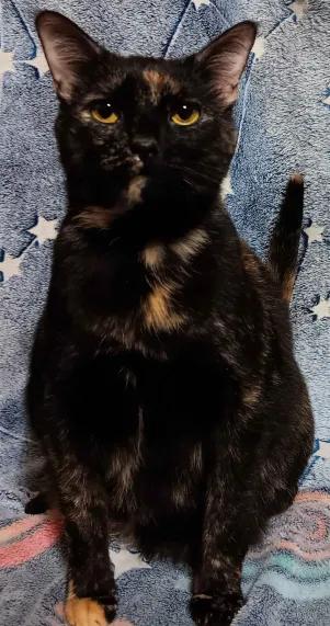 Lily, a Adoptable Domestic Short Hair in Peoria, IL image 2/4