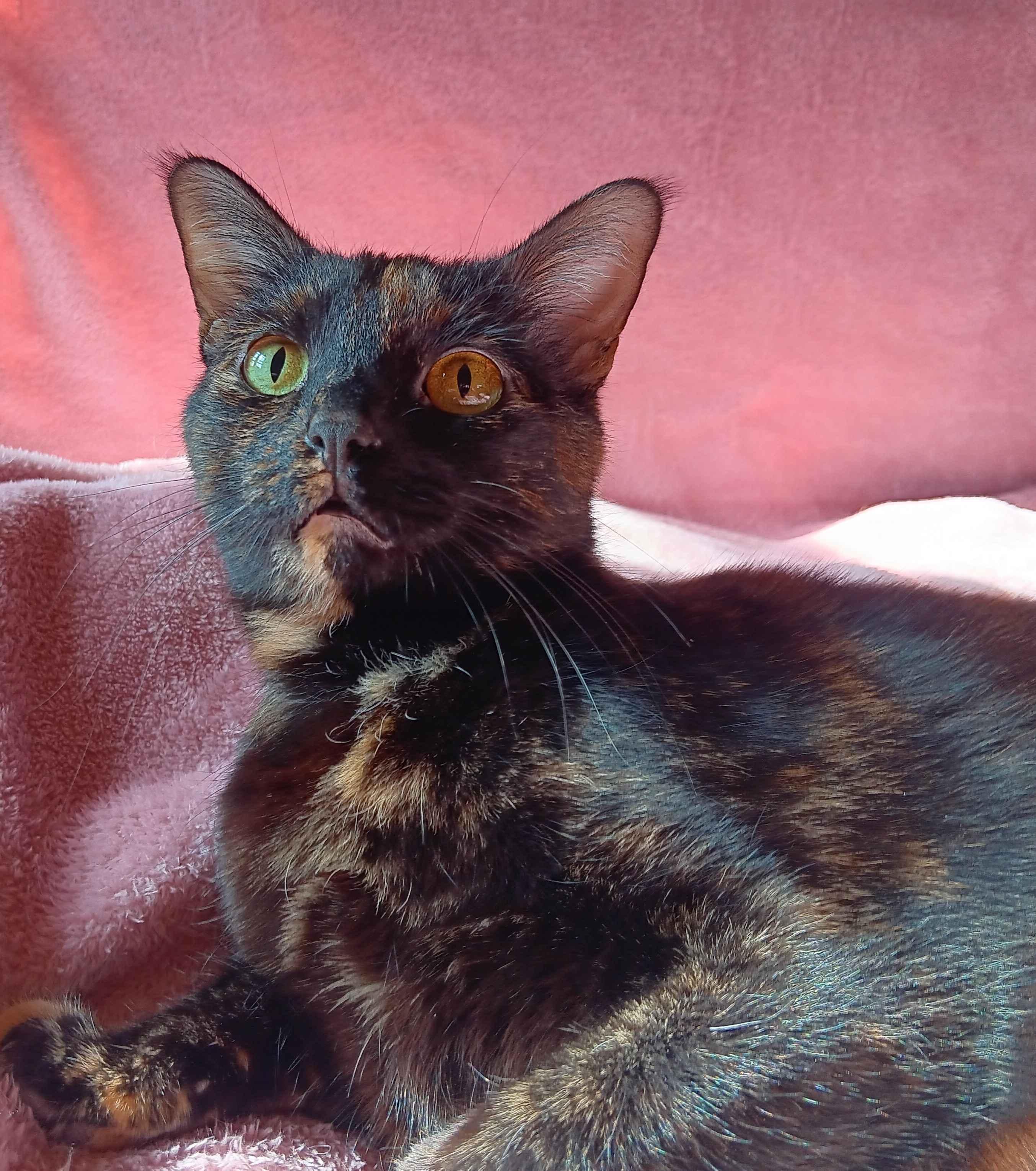 Lily, a Adoptable Domestic Short Hair in Peoria, IL image 3/4
