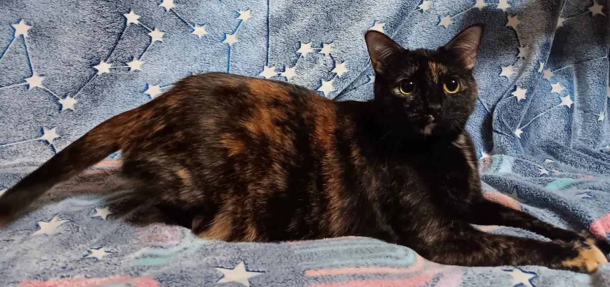 Lily, a Adoptable Domestic Short Hair in Peoria, IL image 4/4