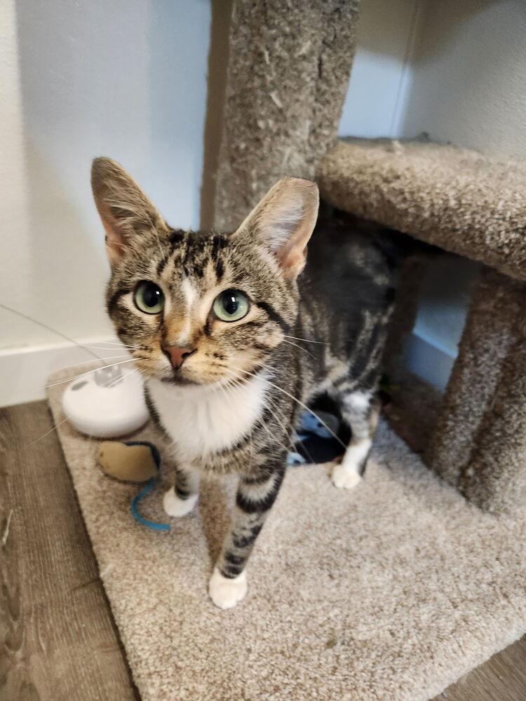 Jicama, Adoptable, Young Female Domestic Short Hair & Tabby.