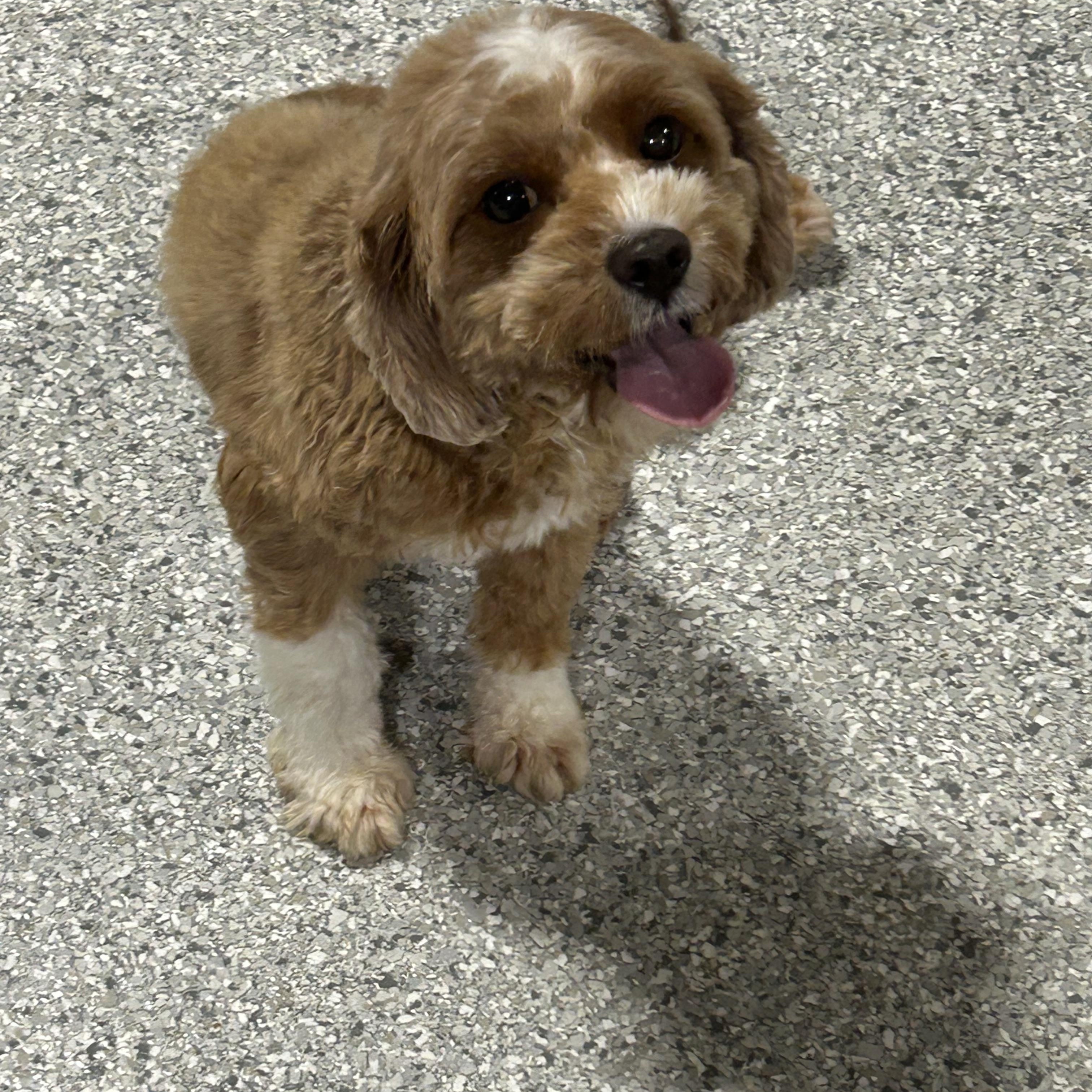 Enlarge Brandy 15 lbs, a Adoptable Cavapoo in Maumee , OH image 2/3