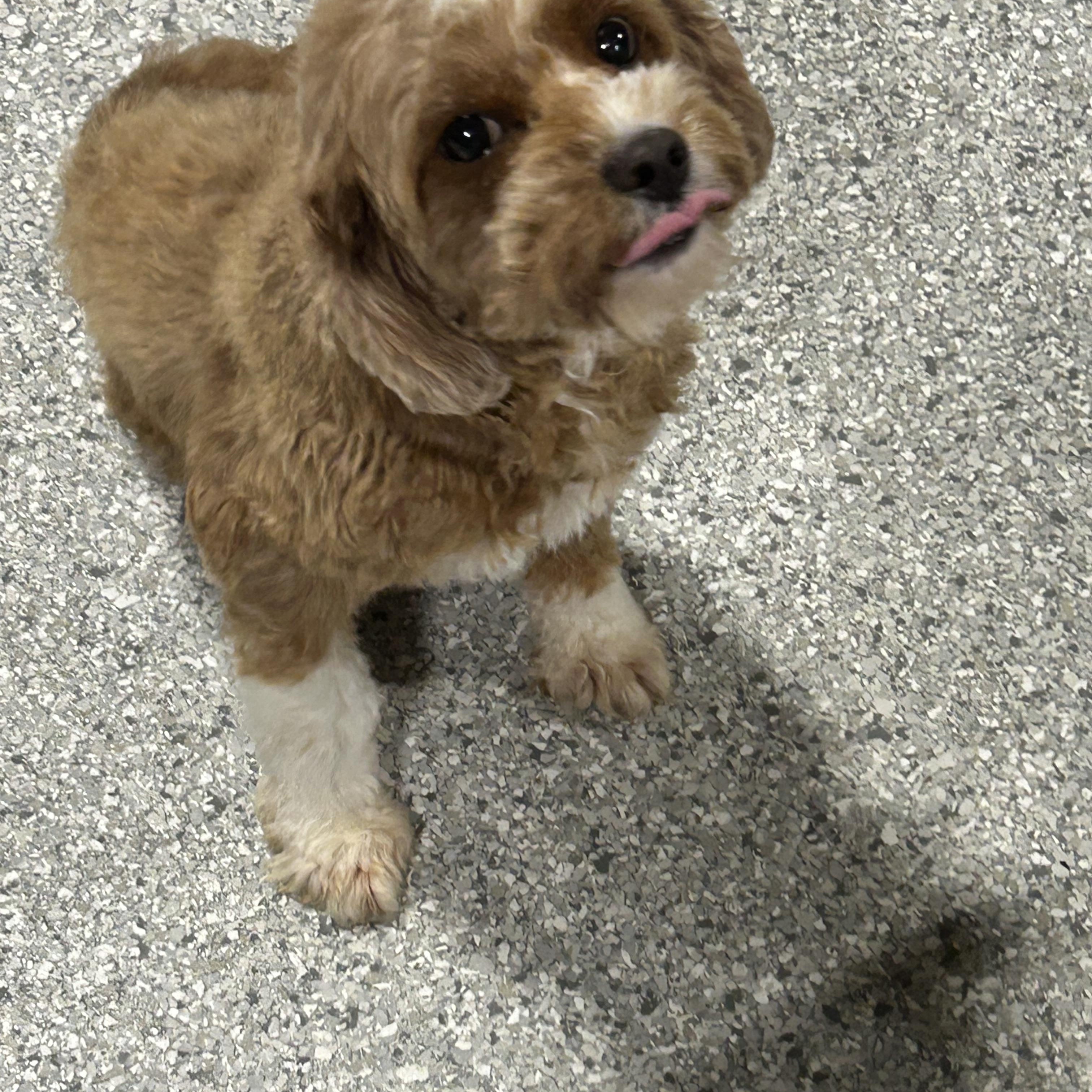 Brandy 15 lbs, Adoptable, Adult Female Cavapoo.