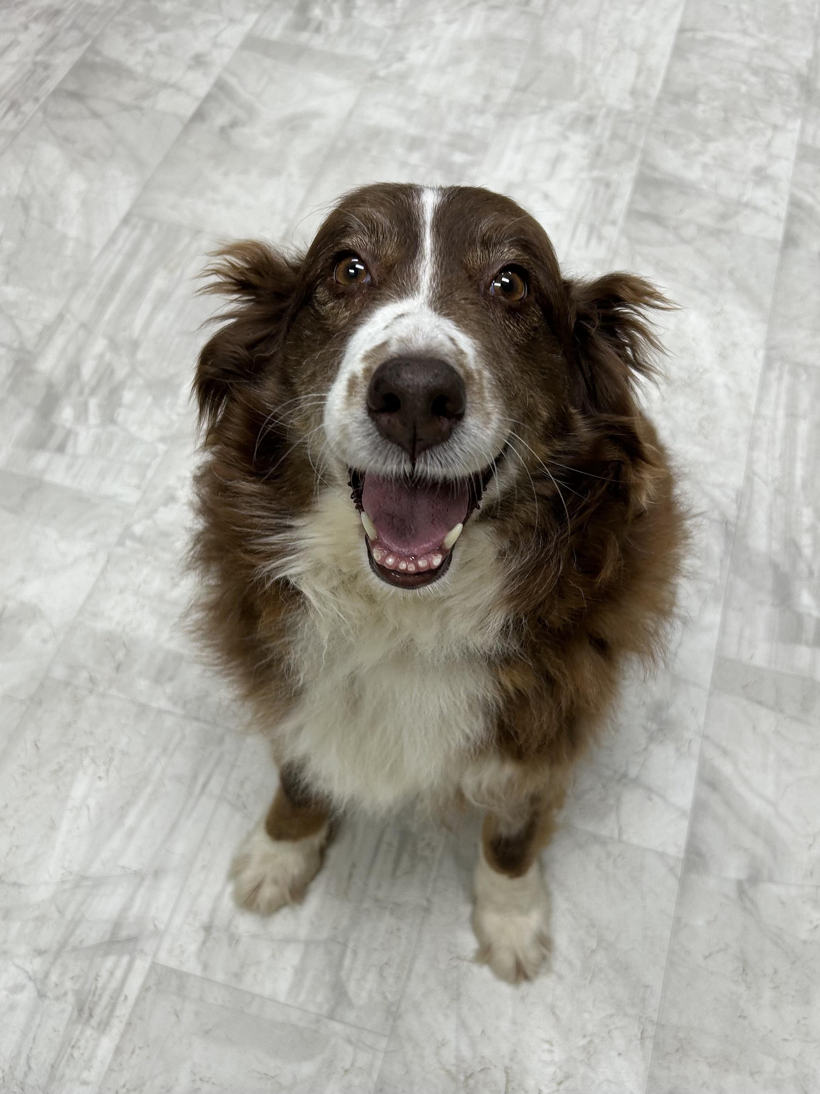 Enlarge Savannah, a Adoptable Australian Shepherd in Neillsville, WI image 4/5