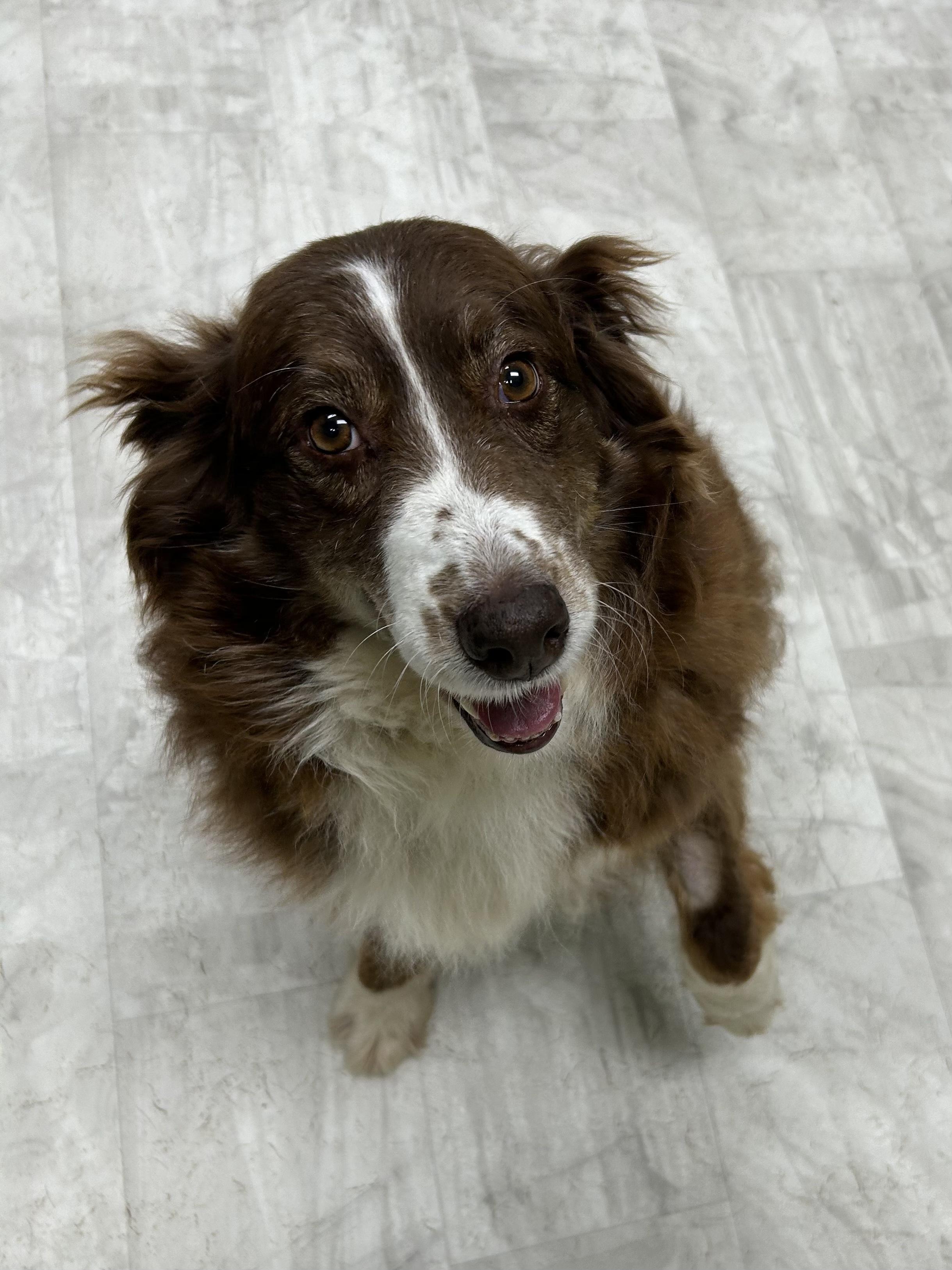 Enlarge Savannah, a Adoptable Australian Shepherd in Neillsville, WI image 5/5