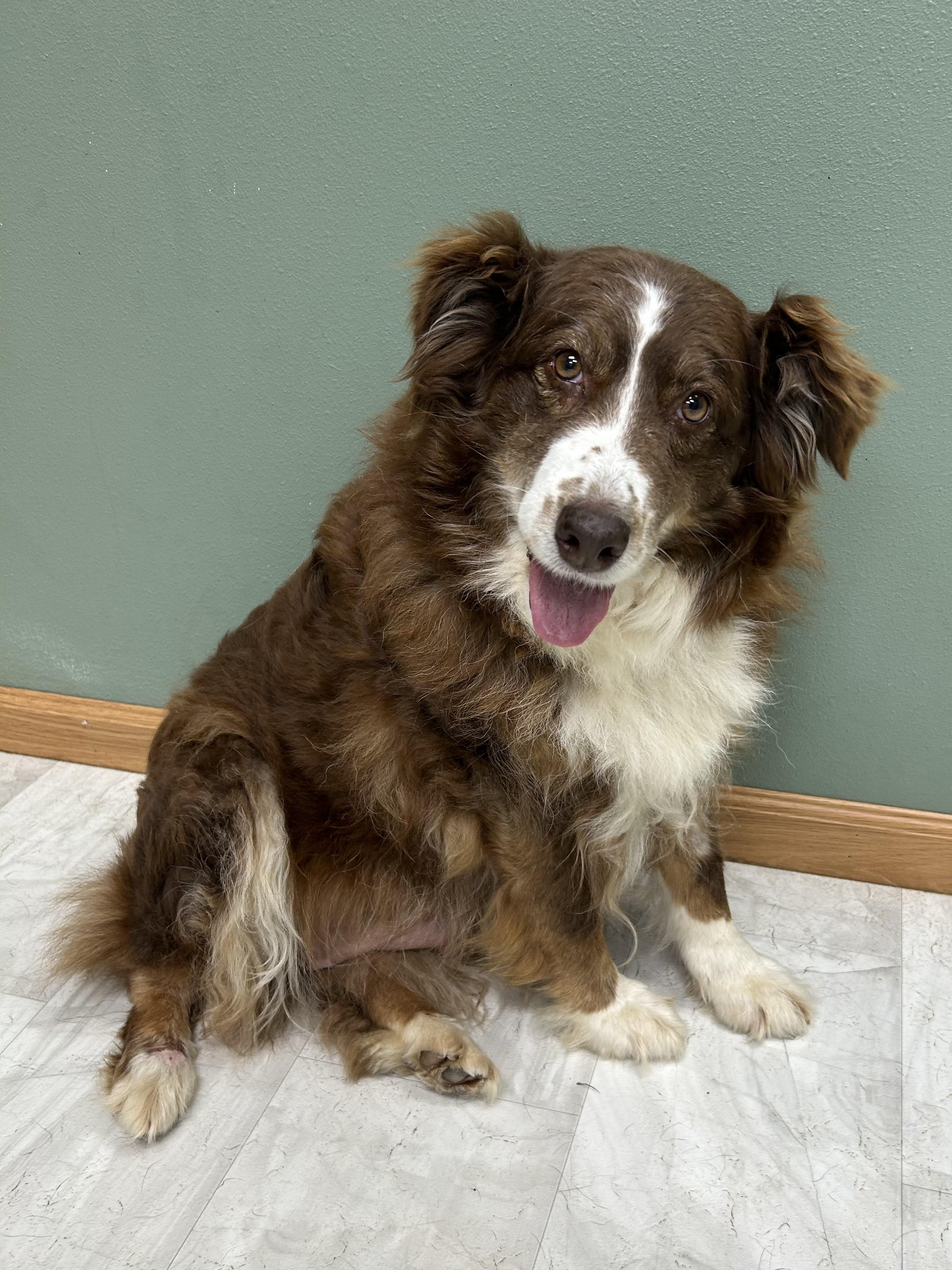 Enlarge Savannah, a Adoptable Australian Shepherd in Neillsville, WI image 1/5