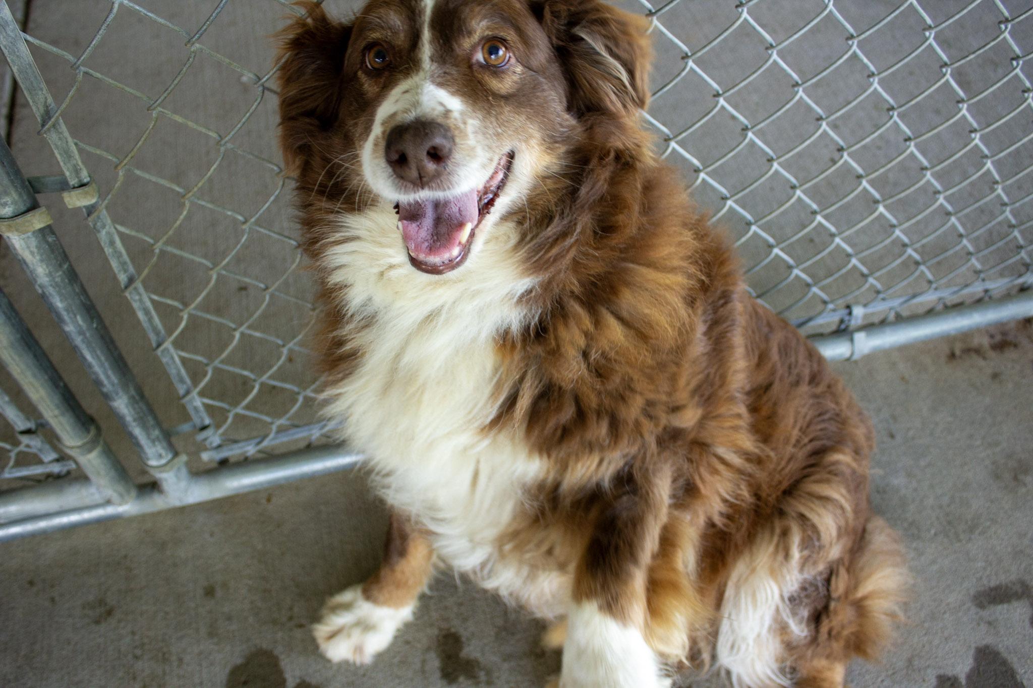 Enlarge Savannah, a Adoptable Australian Shepherd in Neillsville, WI image 2/5