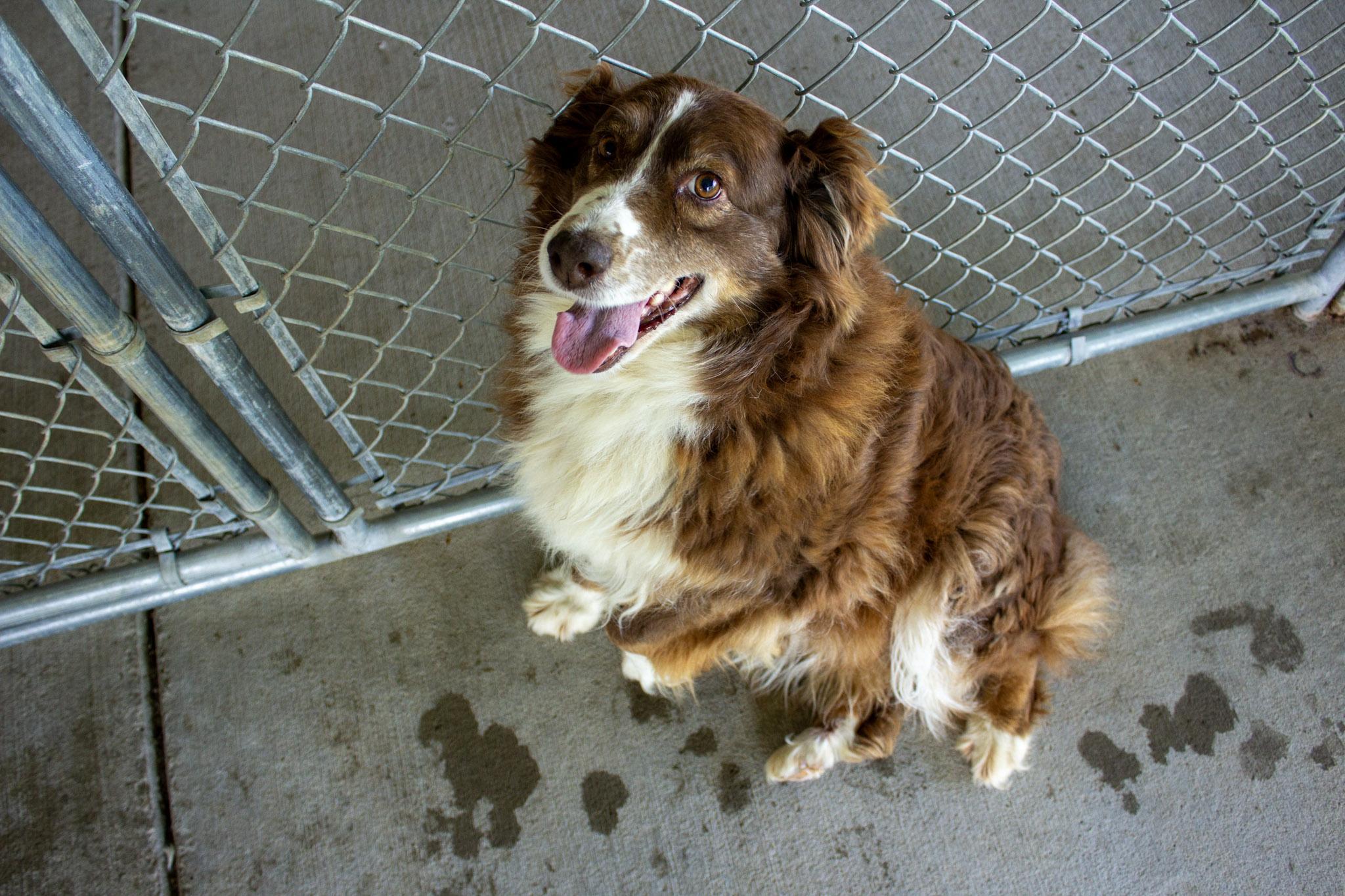 Enlarge Savannah, a Adoptable Australian Shepherd in Neillsville, WI image 3/5