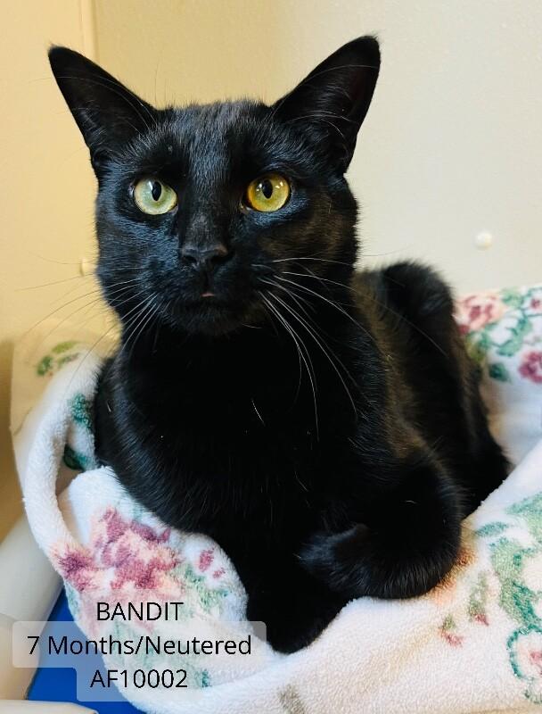 Bandit, Adoptable, Adult Male Domestic Short Hair.