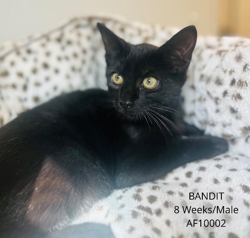 Enlarge Bandit, a Adoptable Domestic Short Hair in Supply, NC image 2/2