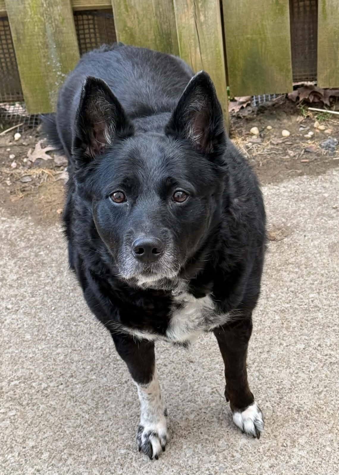 Enlarge Hannah, a ADOPTABLE mixed breed in North Olmsted, OH image 4/5