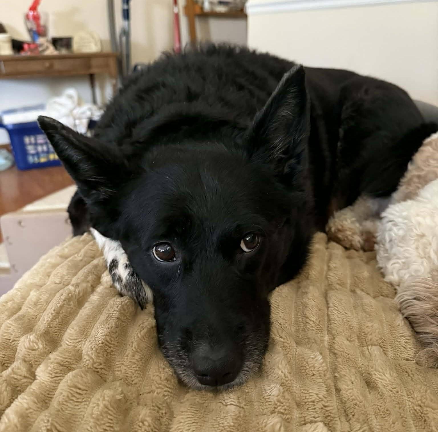 Enlarge Hannah, a ADOPTABLE mixed breed in North Olmsted, OH image 3/5