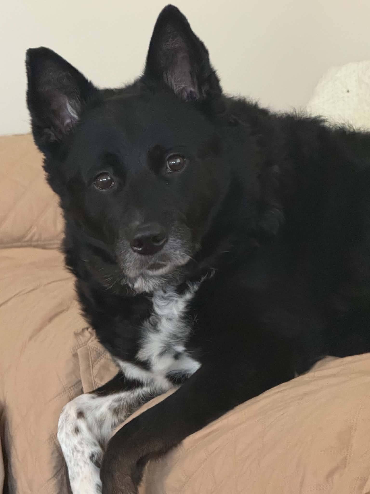 Enlarge Hannah, a ADOPTABLE mixed breed in North Olmsted, OH image 2/5