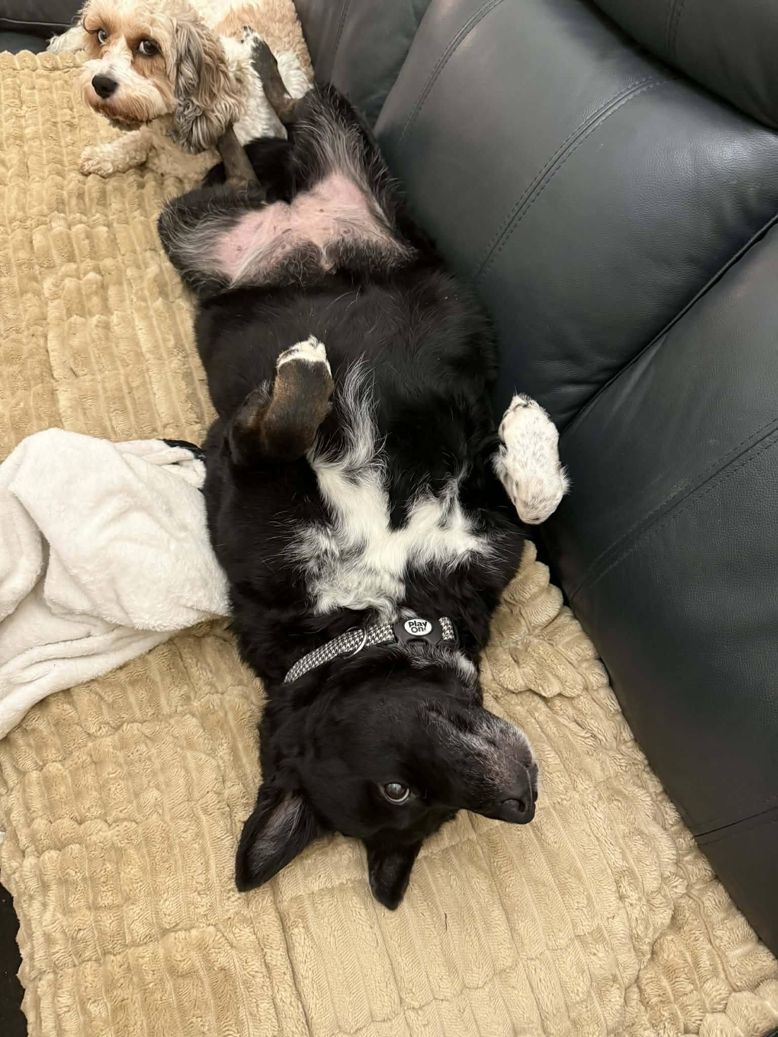 Enlarge Hannah, a ADOPTABLE mixed breed in North Olmsted, OH image 5/5