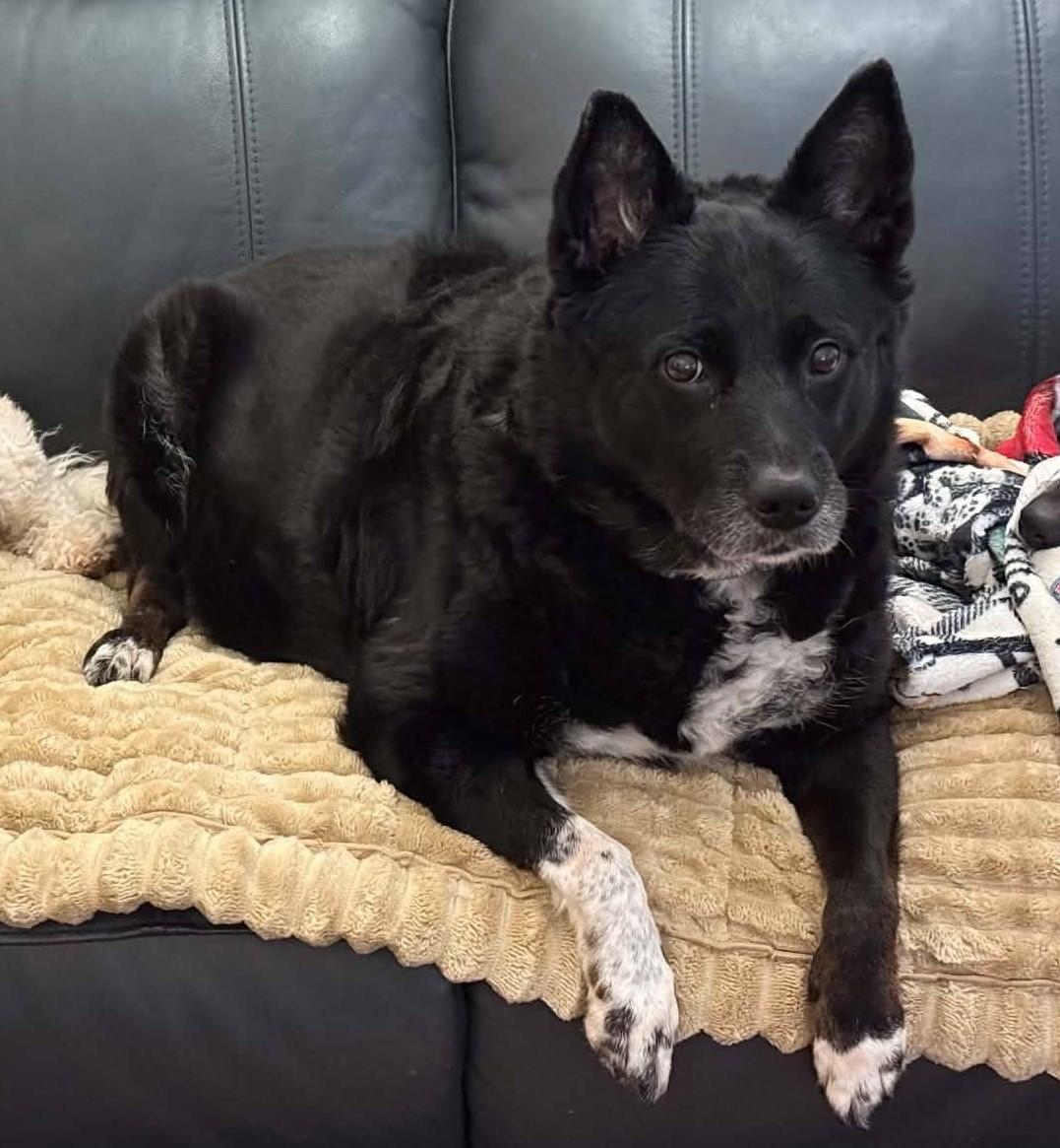 Hannah, ADOPTABLE, Senior Female Border Collie & Shepherd.