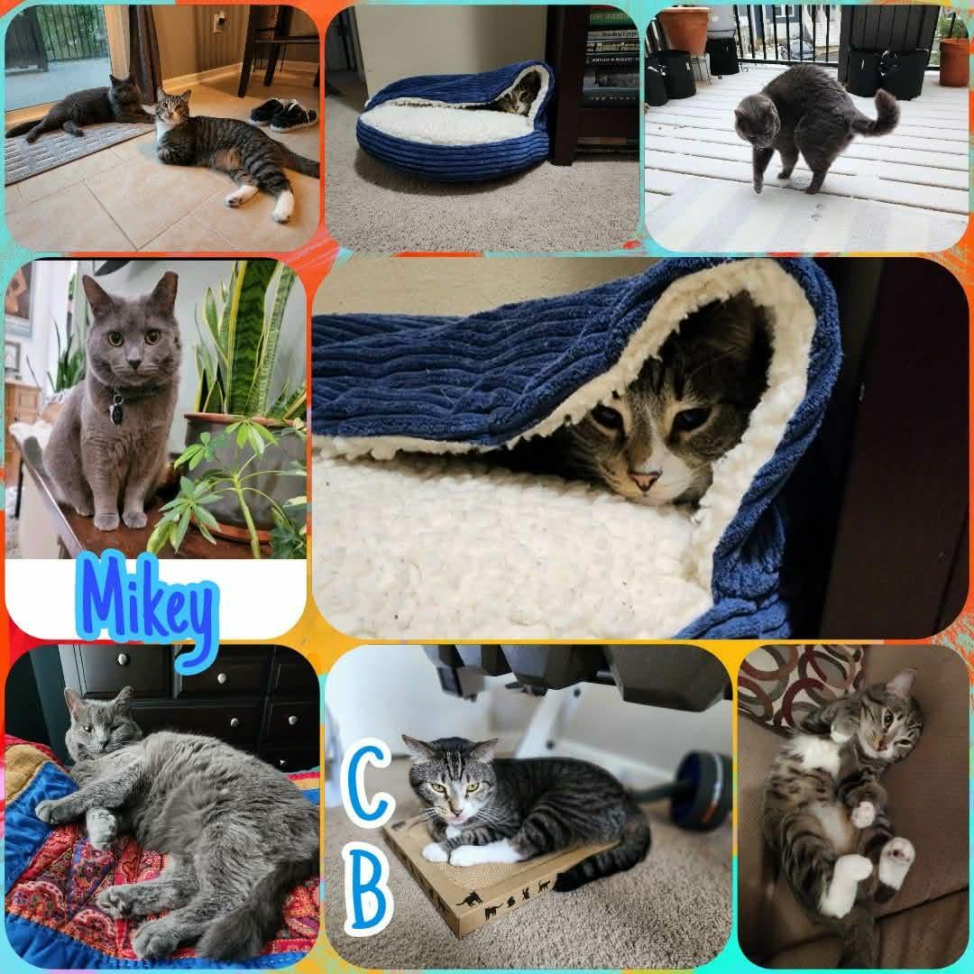 Mikey, ADOPTABLE, Adult Male Domestic Short Hair.