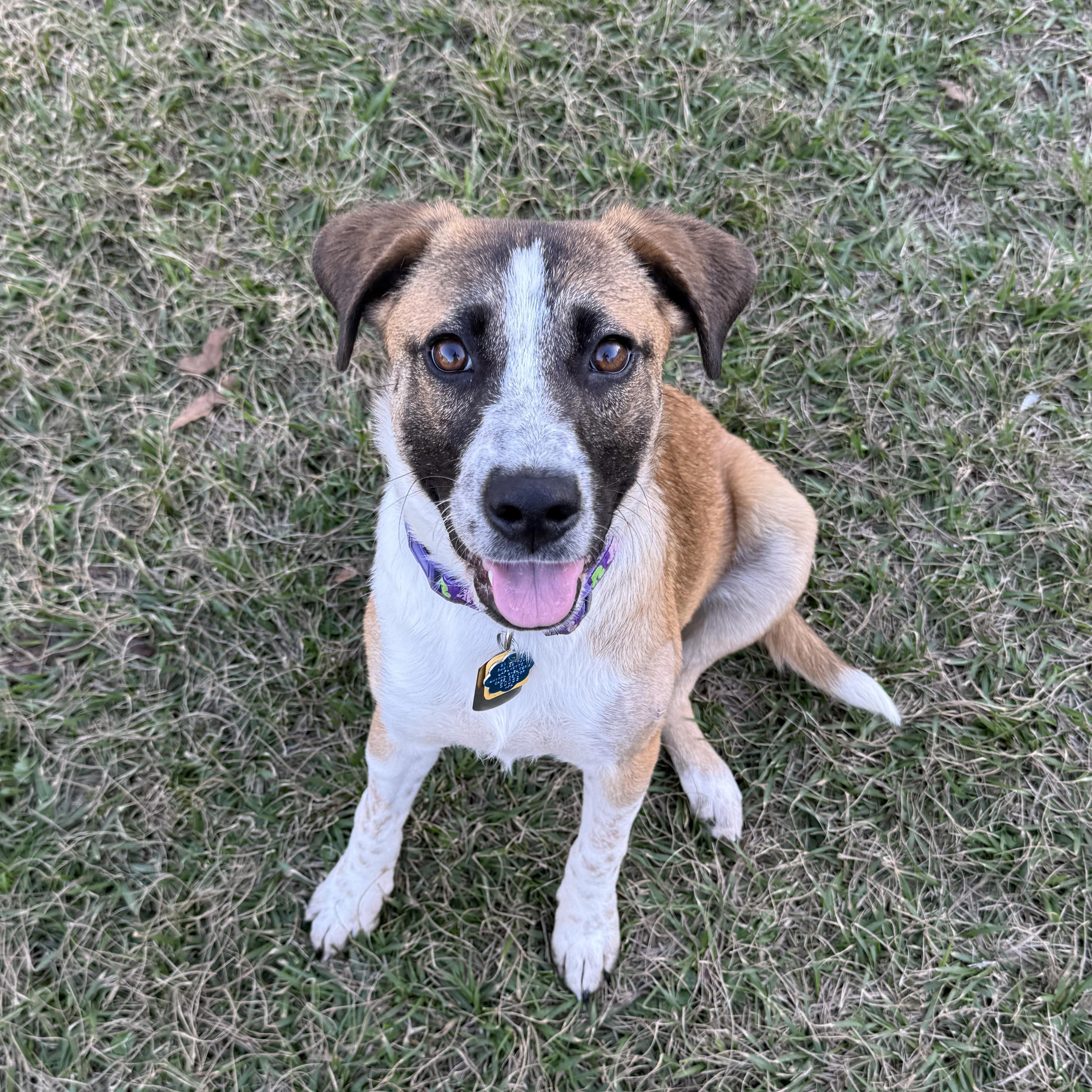Noelle, ADOPTABLE, Puppy Female Australian Cattle Dog / Blue Heeler.