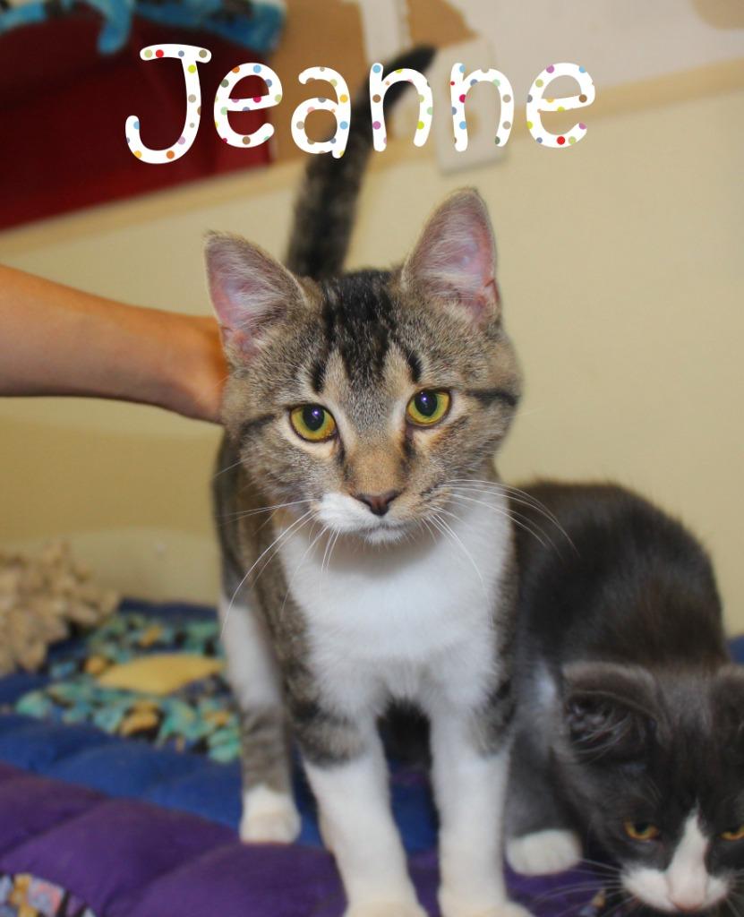 Jeanne (Fee Sponsored), Adopted, Kitten Female Domestic Short Hair.
