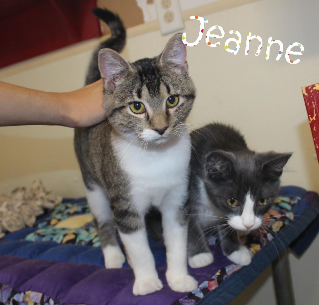 Enlarge Jeanne (Fee Sponsored), a Adopted mixed breed in Saint James, MN image 2/4