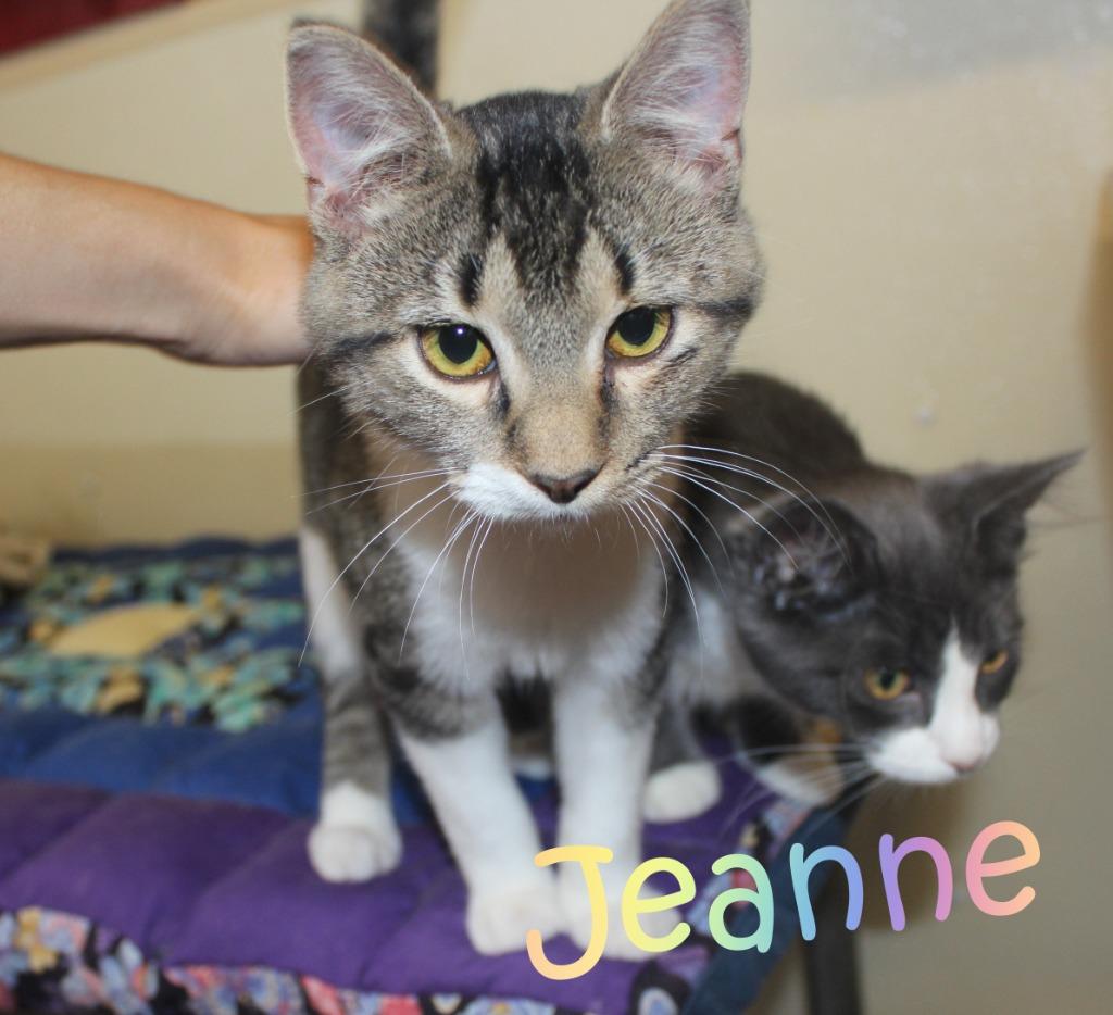 Enlarge Jeanne (Fee Sponsored), a Adopted mixed breed in Saint James, MN image 3/4