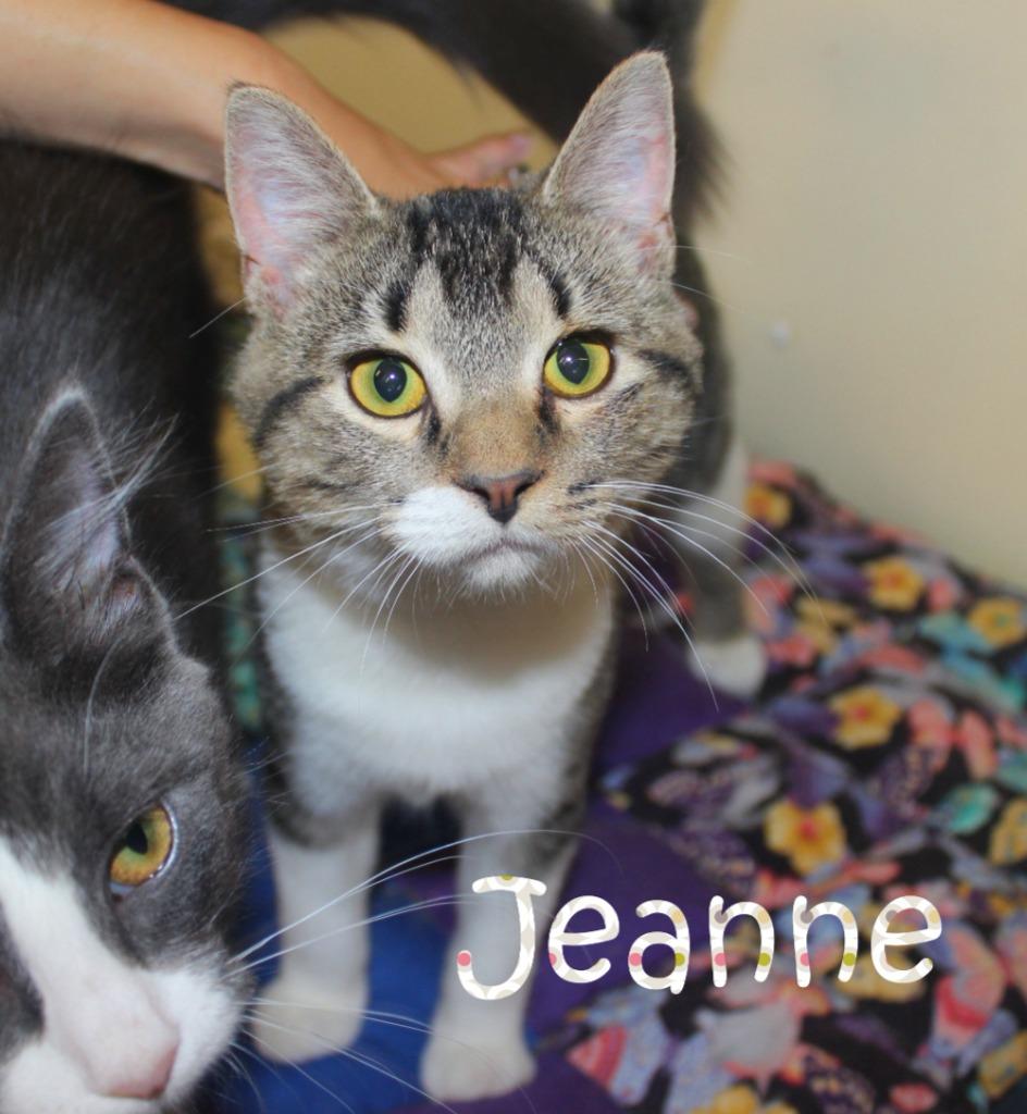 Enlarge Jeanne (Fee Sponsored), a Adopted mixed breed in Saint James, MN image 4/4