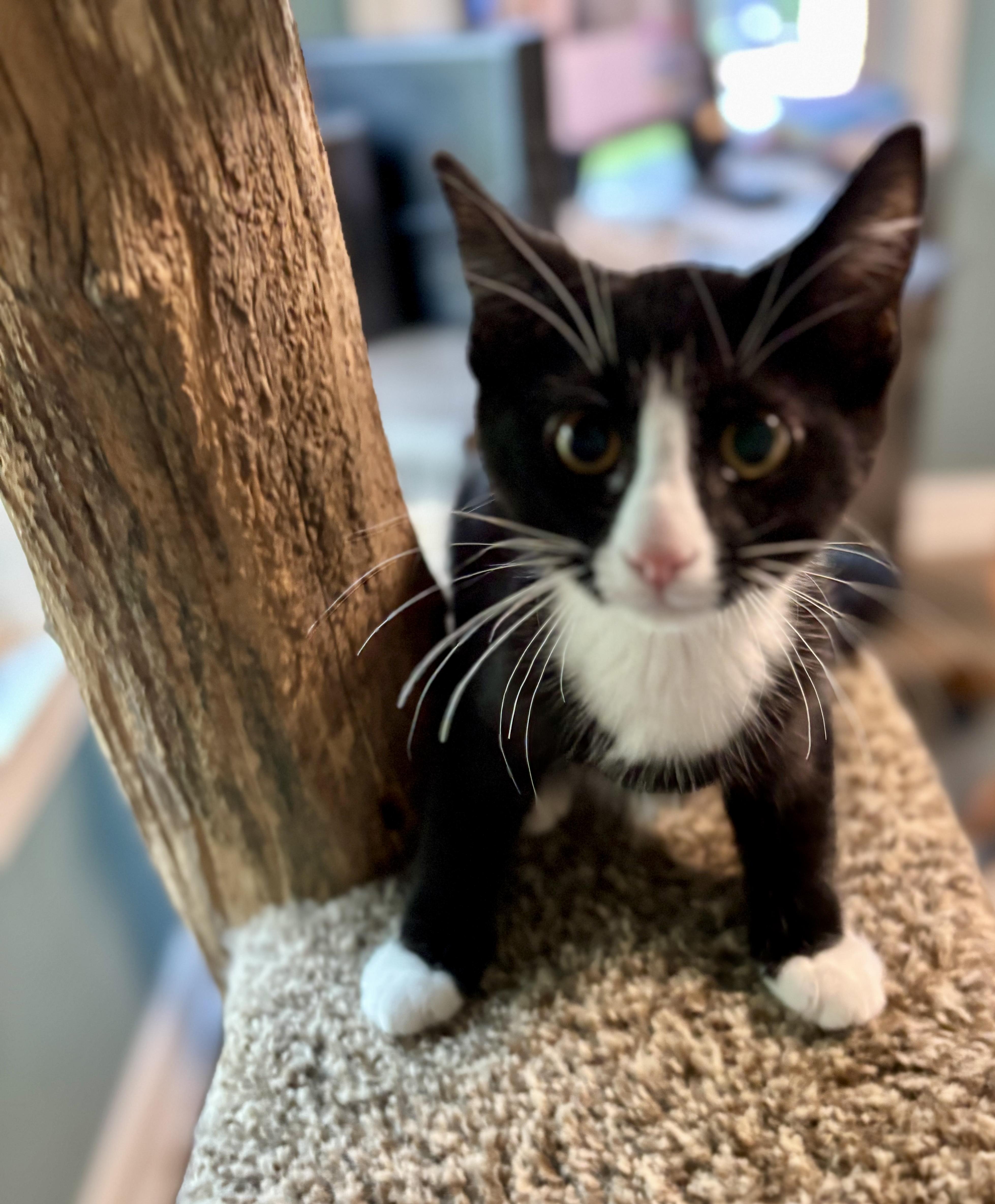 Spice, Adoptable, Kitten Female Domestic Short Hair.