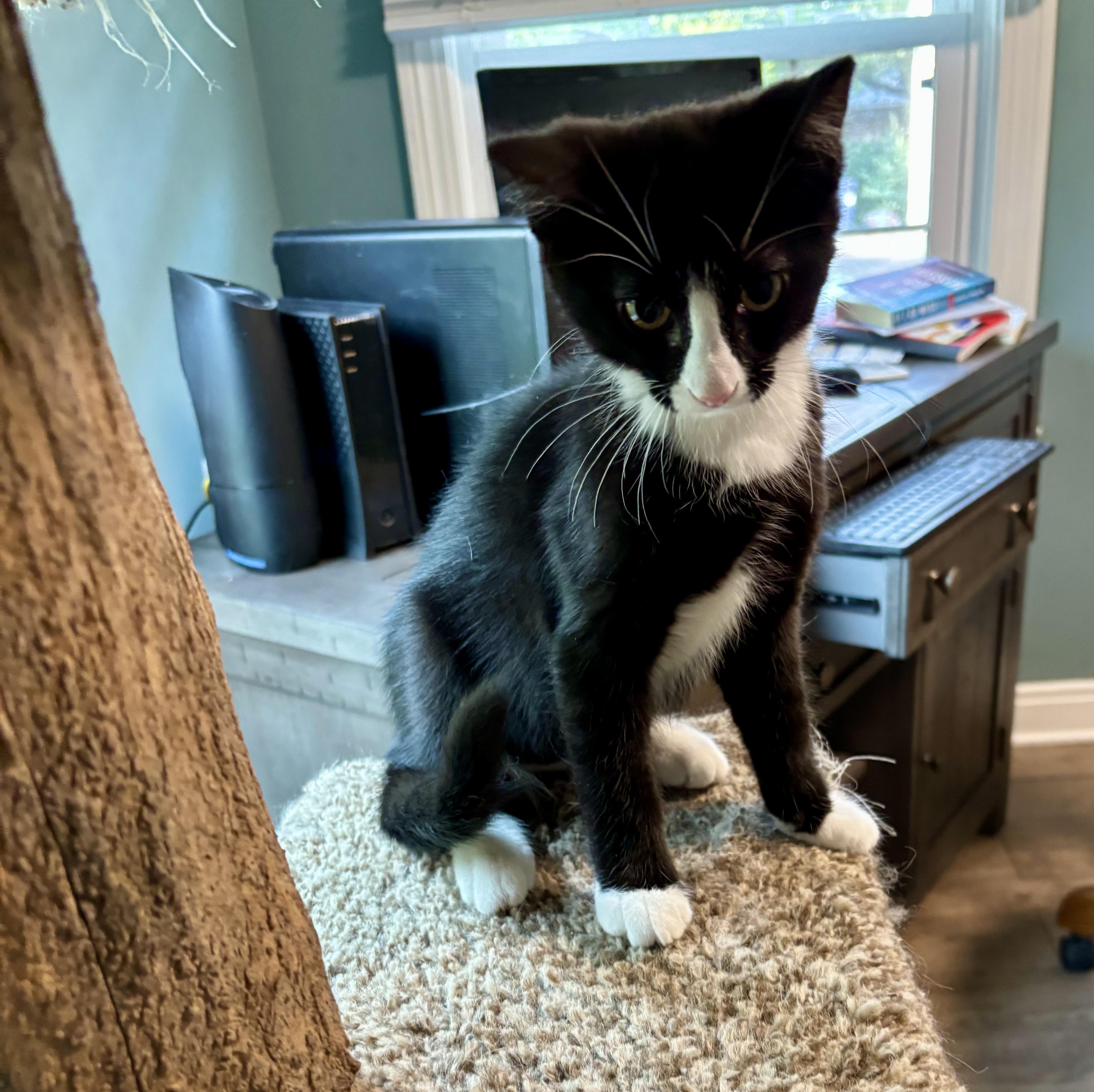 Enlarge Spice, a Adoptable Domestic Short Hair in Jeffersonville, IN image 2/2