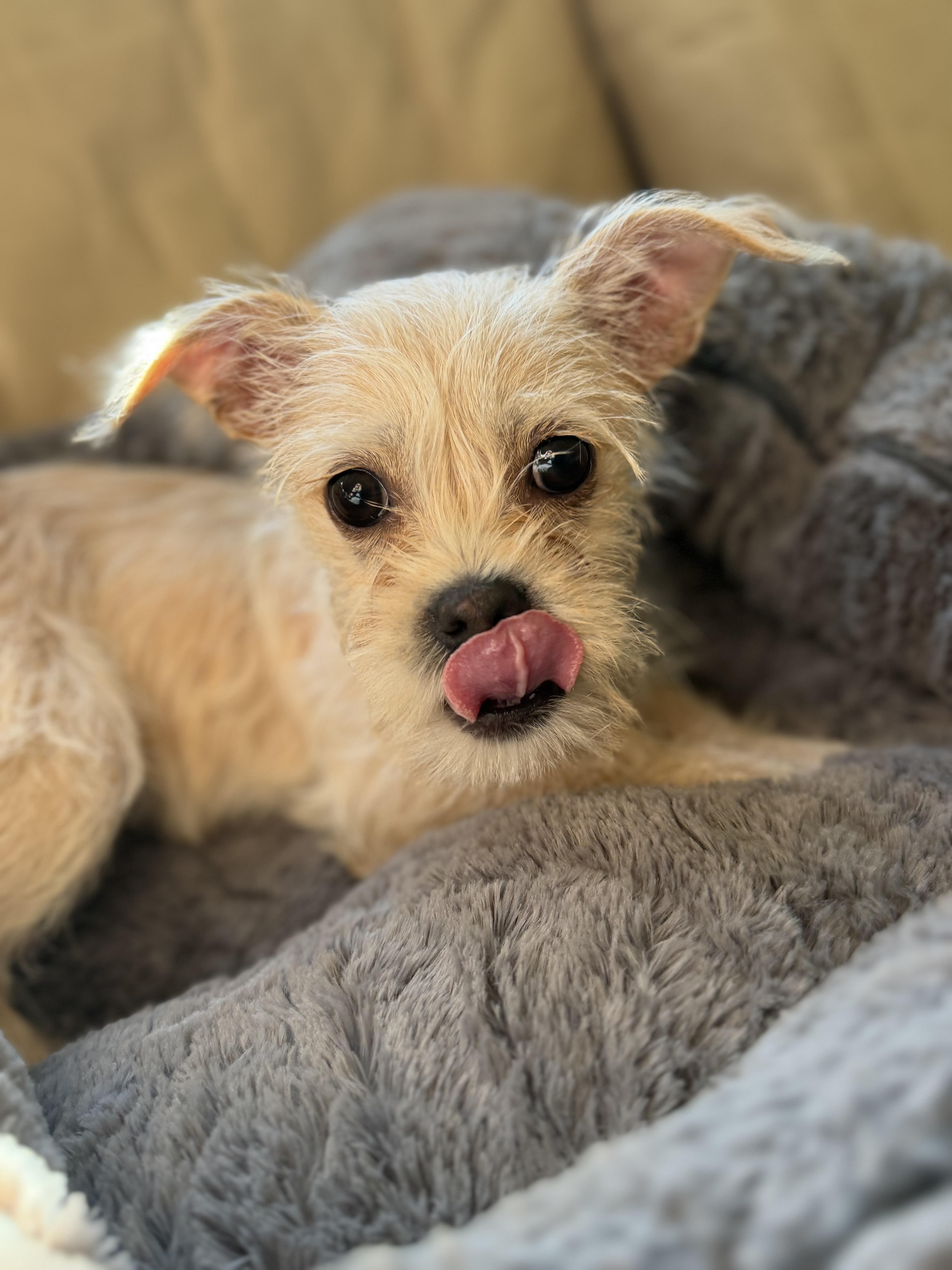 Hollis, ADOPTABLE, Puppy Male Maltese & Dachshund.