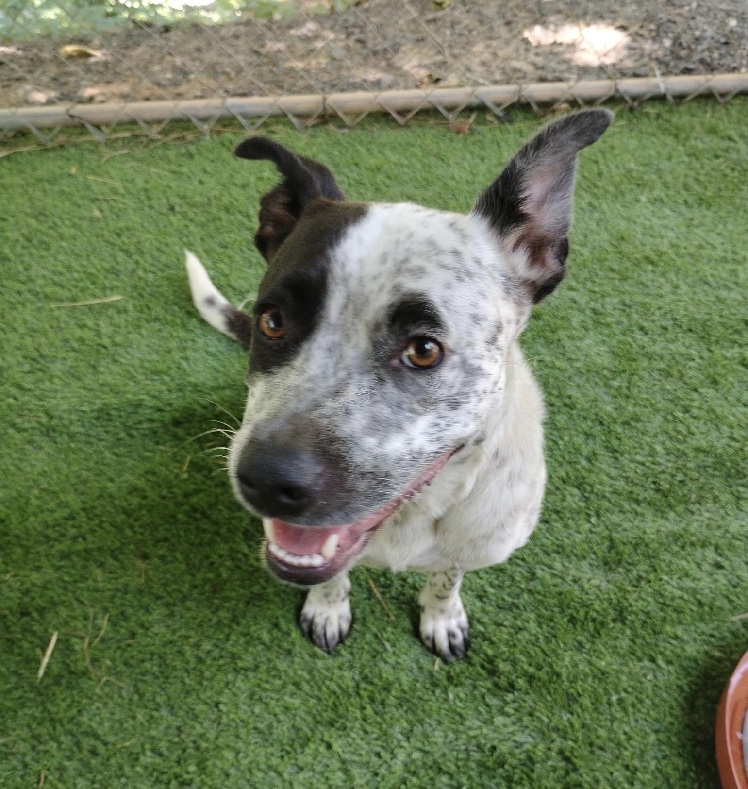 Enlarge Oreo, a Adoptable mixed breed in Tucker, GA image 3/6