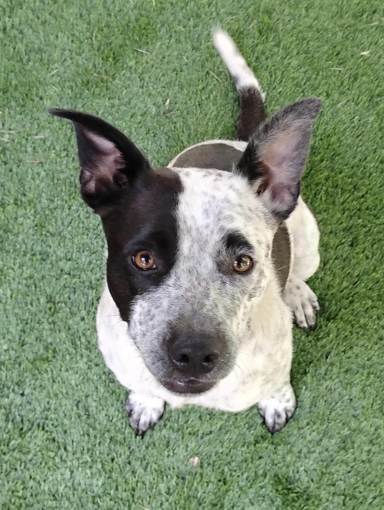 Enlarge Oreo, a Adoptable mixed breed in Tucker, GA image 2/6