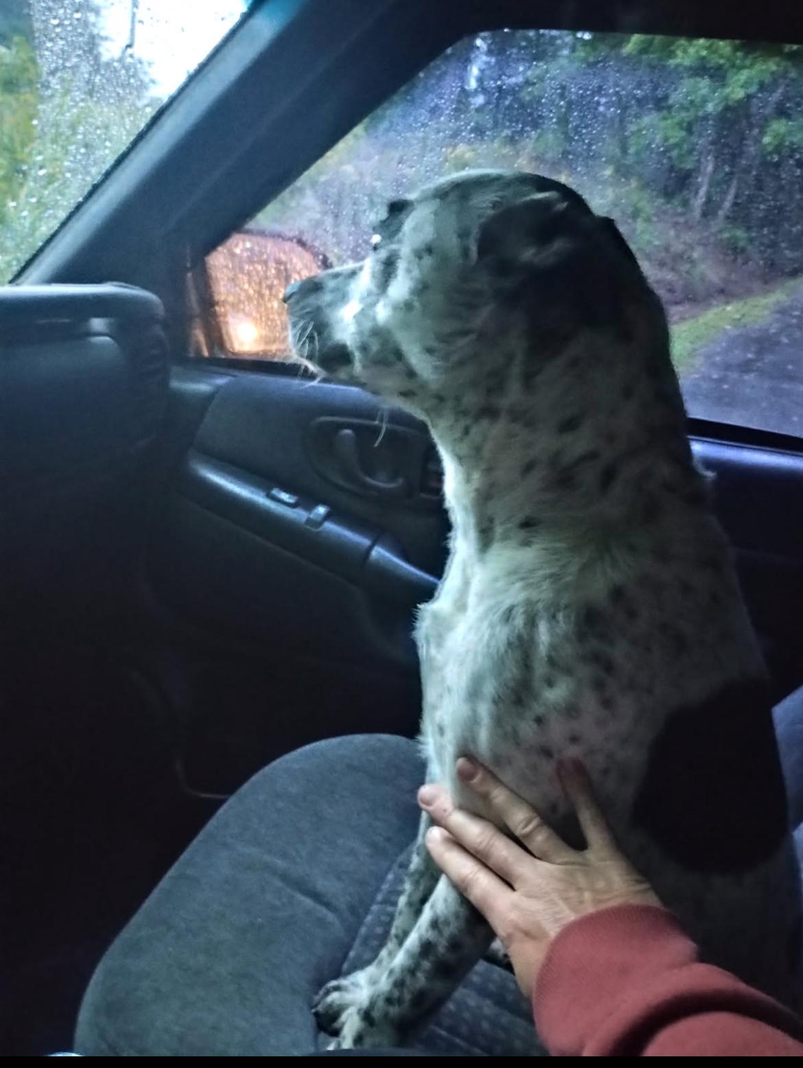 Enlarge Oreo, a Adoptable mixed breed in Tucker, GA image 6/6