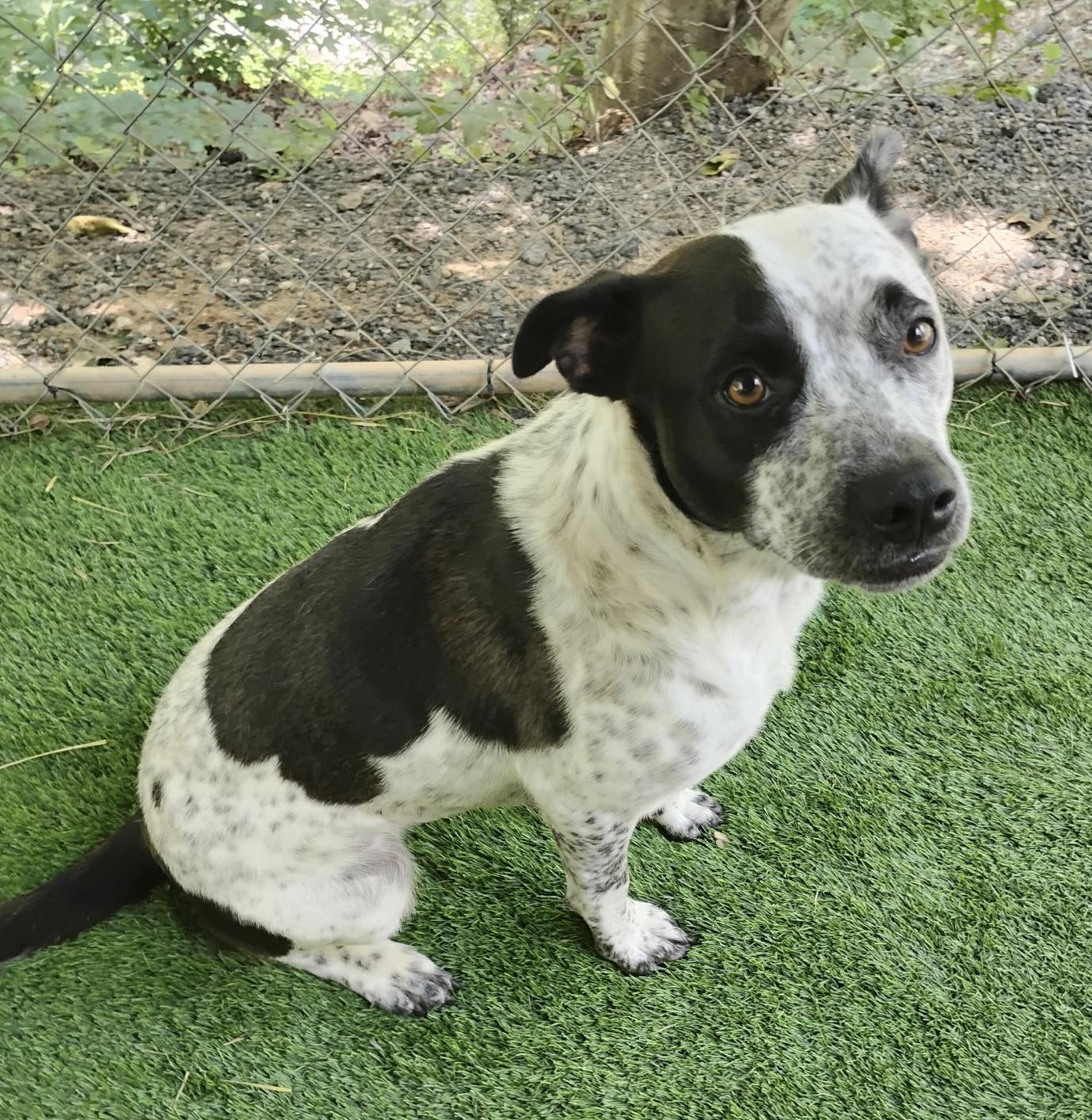 Enlarge Oreo, a Adoptable mixed breed in Tucker, GA image 4/6