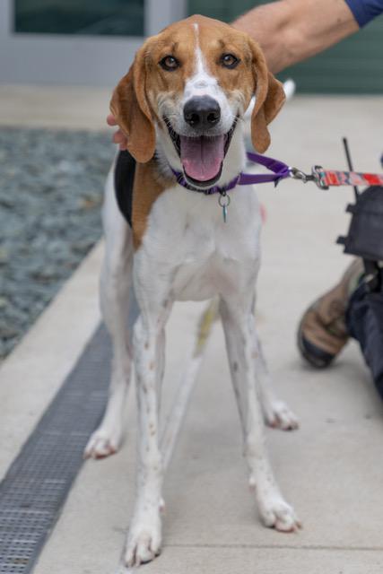 Enlarge PENCIL, a Adoptable mixed breed in Leesburg, VA image 1/1
