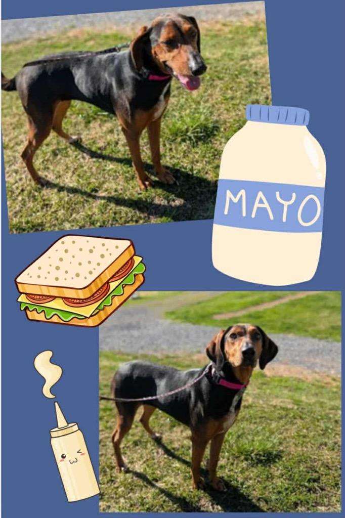 Enlarge Mayo, a Adoptable mixed breed in Blountville, TN image 1/2