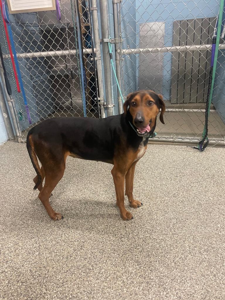 Enlarge Mayo, a Adoptable mixed breed in Blountville, TN image 2/2