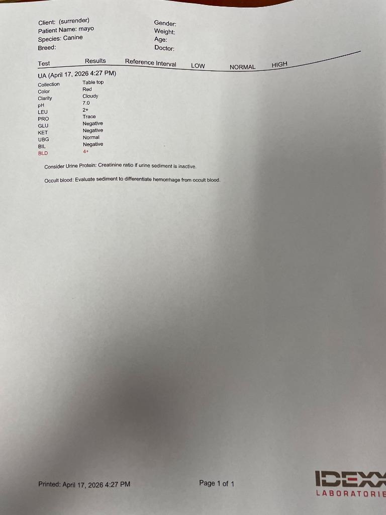 Enlarge Mayo, a Adoptable mixed breed in Blountville, TN image 3/3