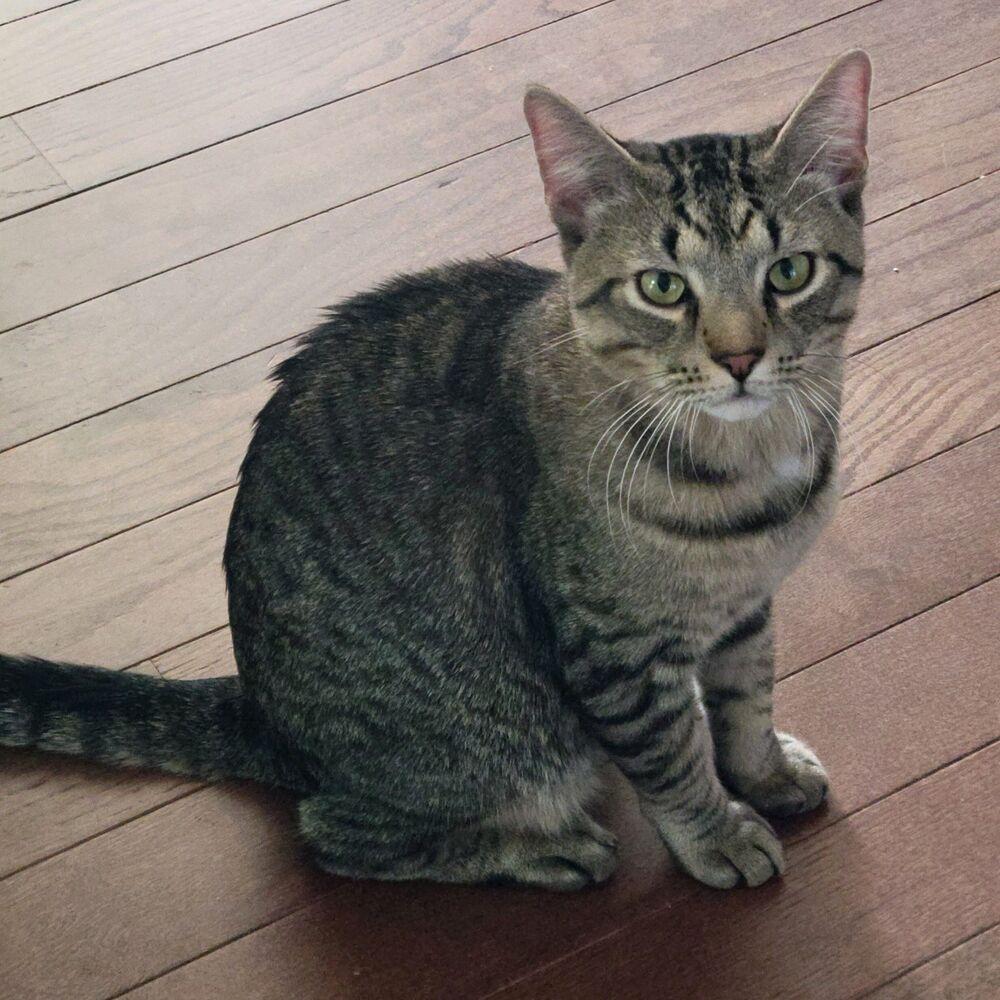 Spinach Frittata, Adoptable, Young Male Domestic Short Hair.