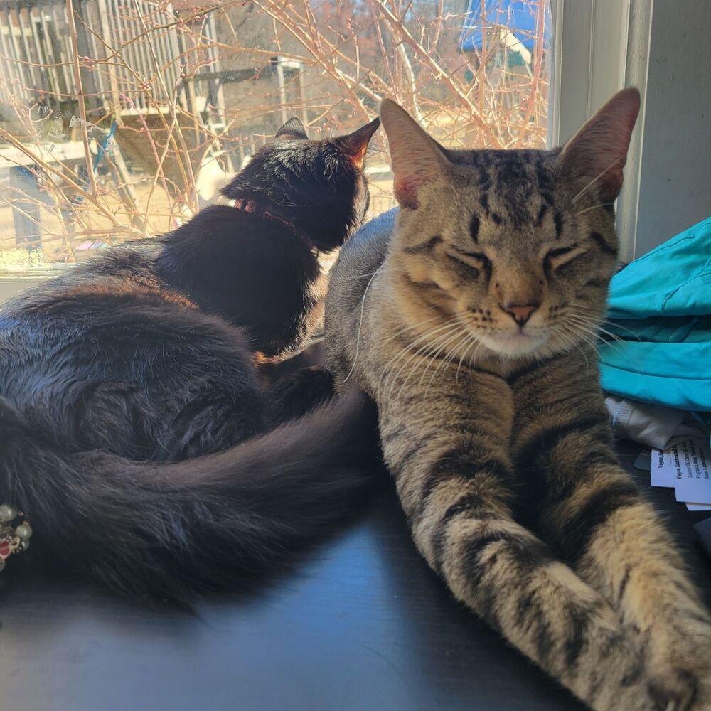 Enlarge Spinach Frittata, a Adoptable Domestic Short Hair in Raleigh, NC image 2/6