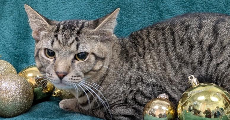 Enlarge Spinach Frittata, a Adoptable Domestic Short Hair in Raleigh, NC image 3/3